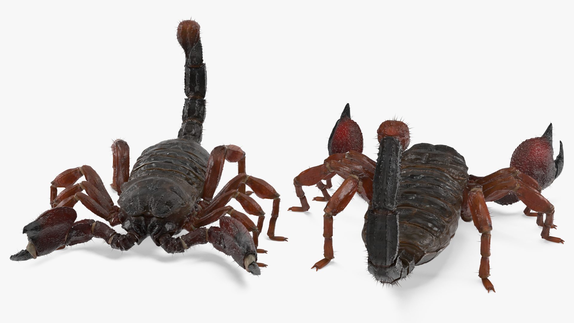 3D model Realistic Scorpion Rigged