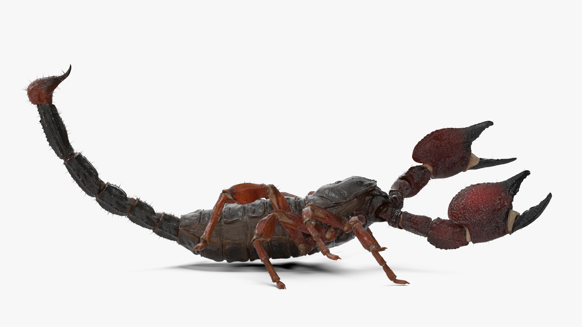 3D model Realistic Scorpion Rigged