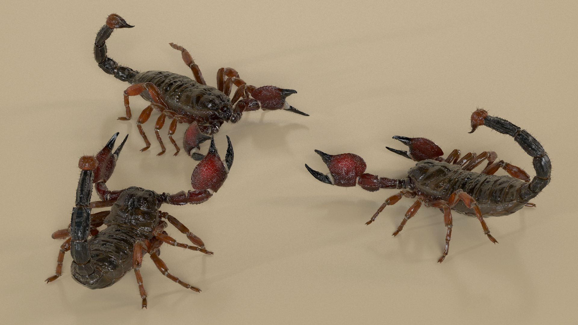 3D model Realistic Scorpion Rigged