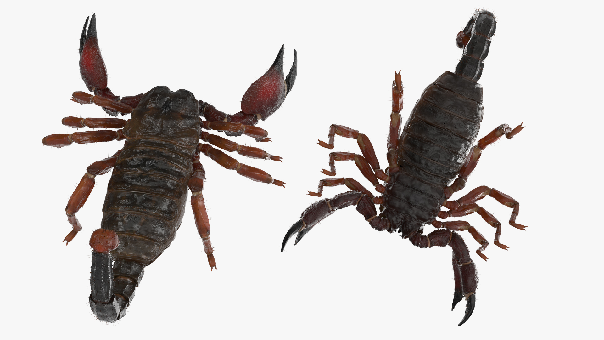 3D model Realistic Scorpion Rigged