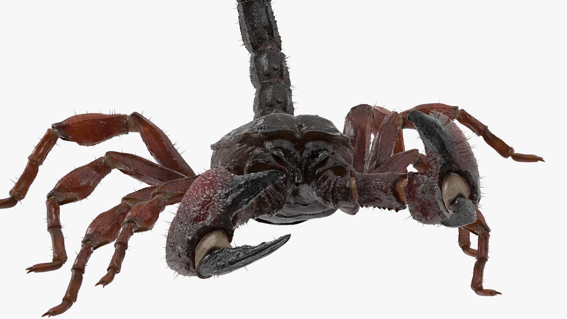 3D model Realistic Scorpion Rigged