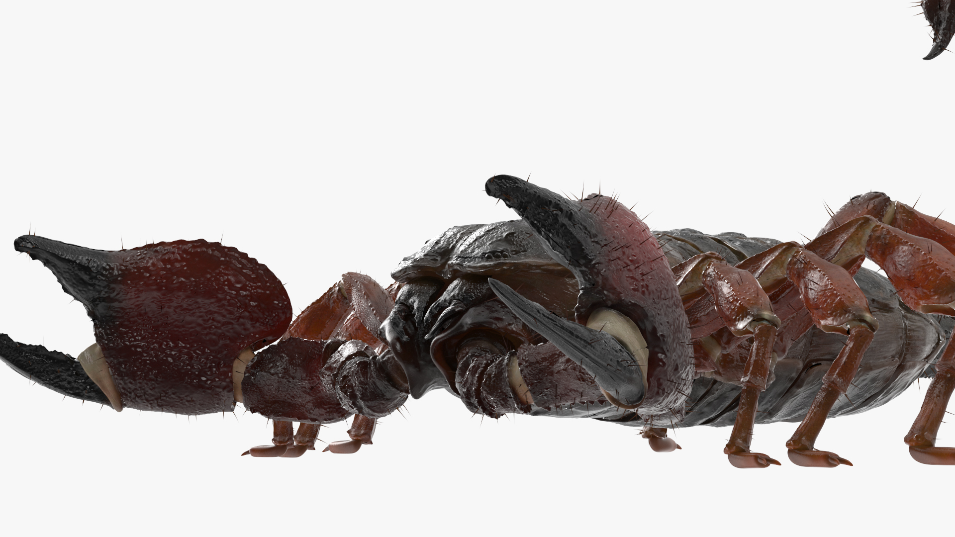 3D model Realistic Scorpion Rigged