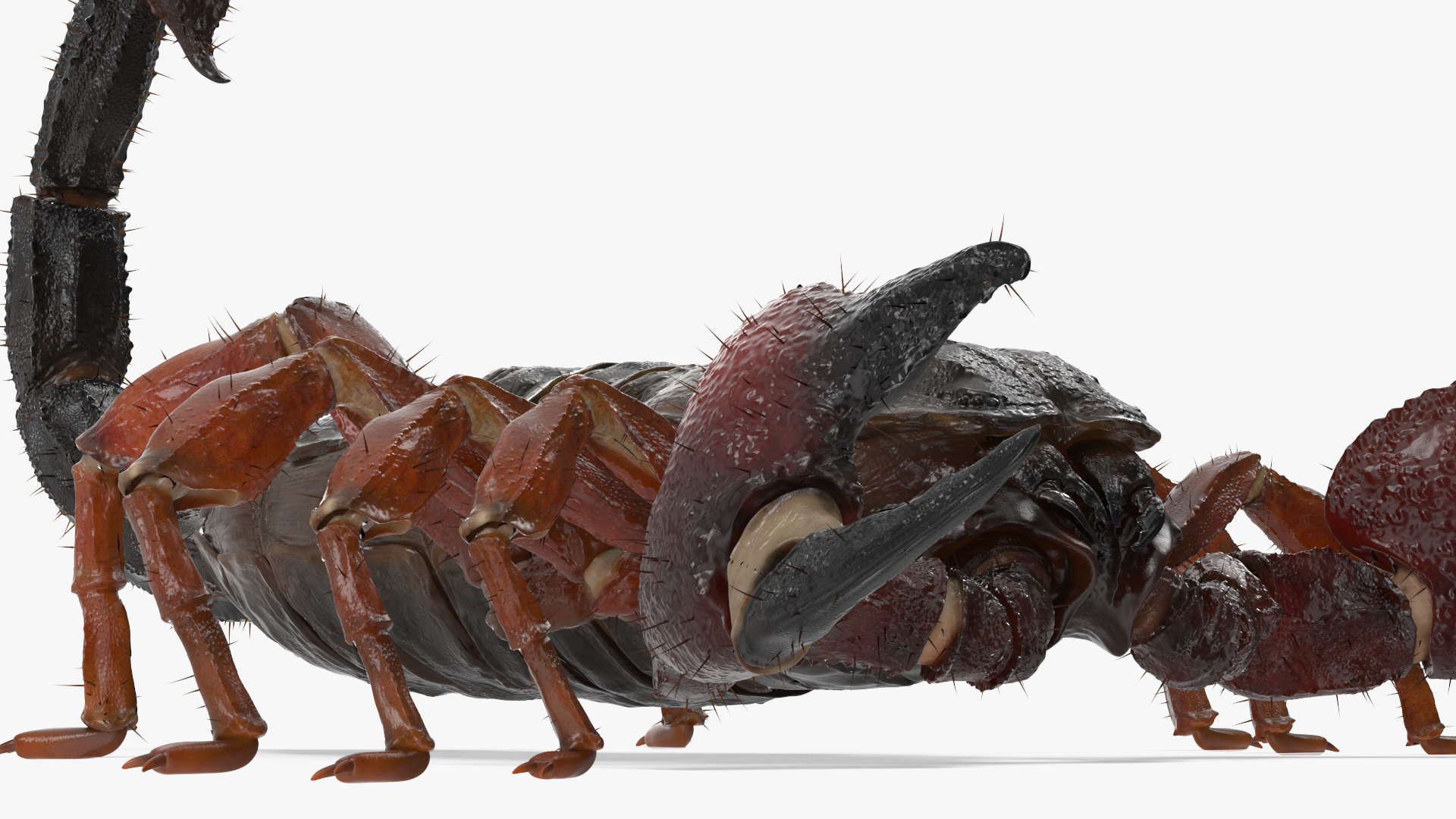 3D model Realistic Scorpion Rigged