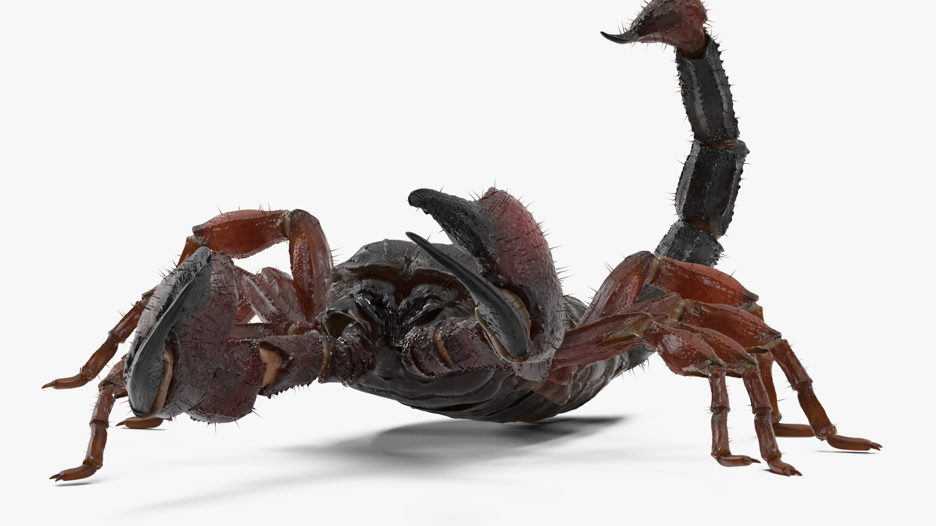 3D model Realistic Scorpion Rigged