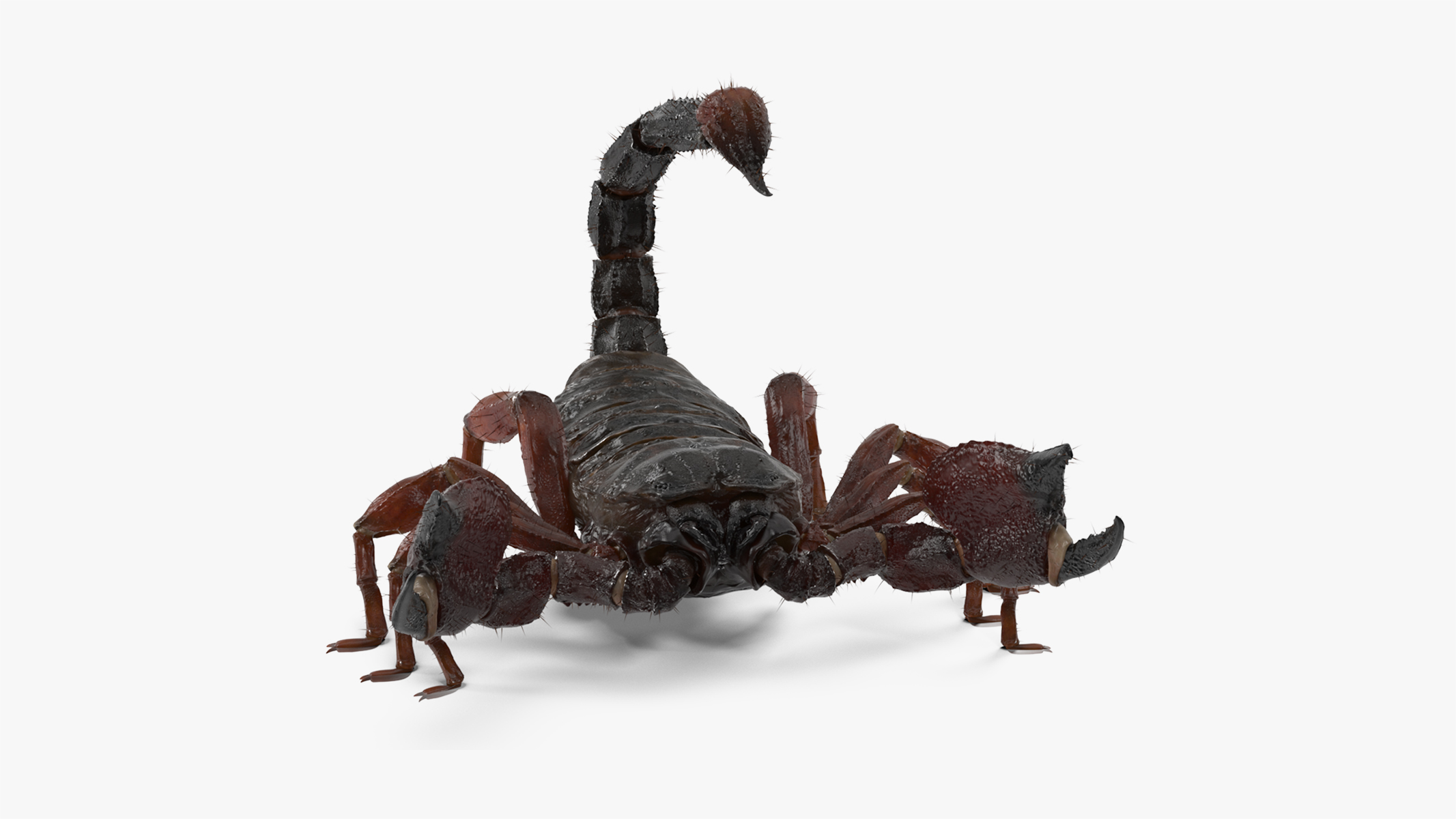 3D model Realistic Scorpion Rigged