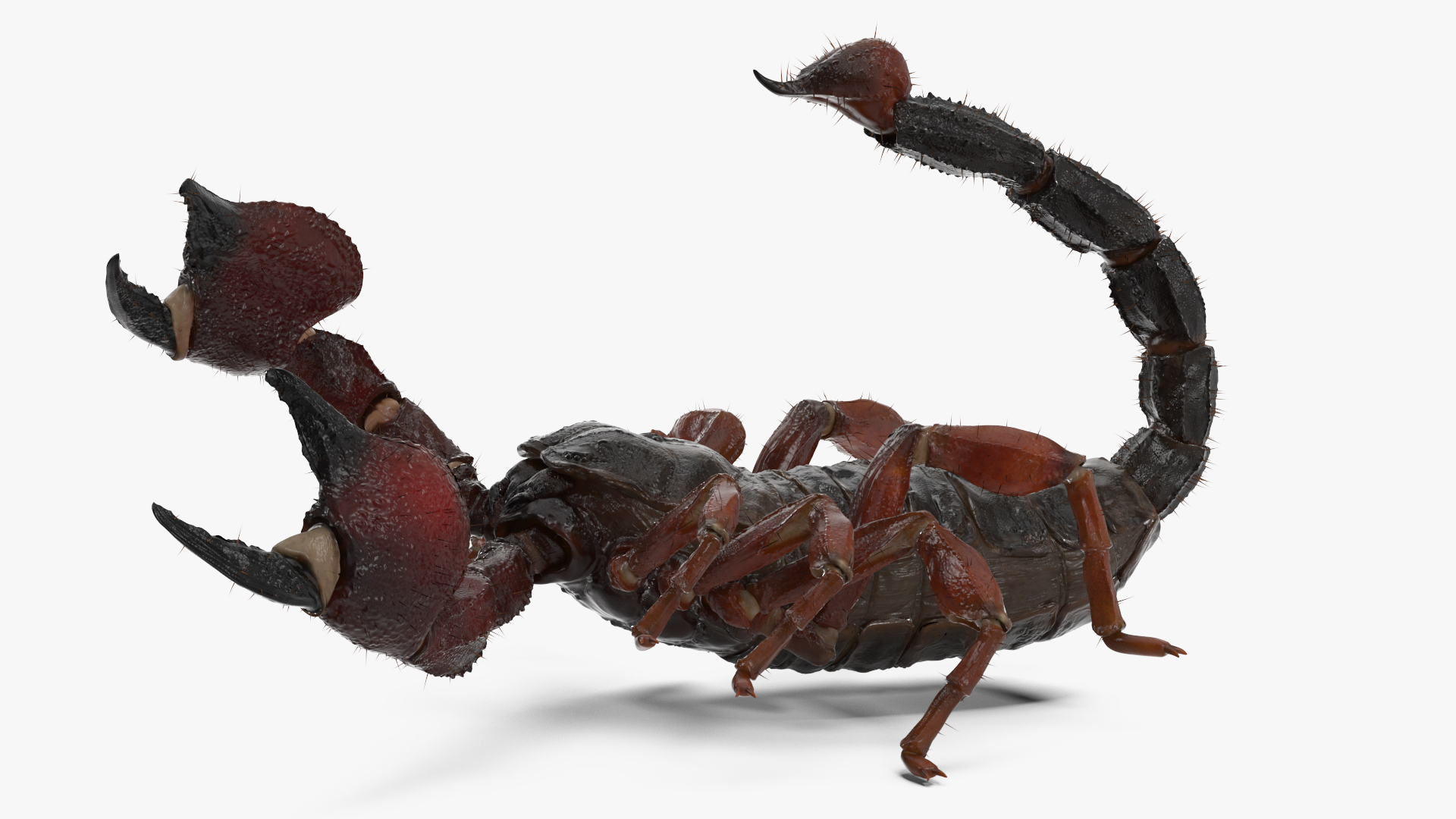 3D model Realistic Scorpion Rigged