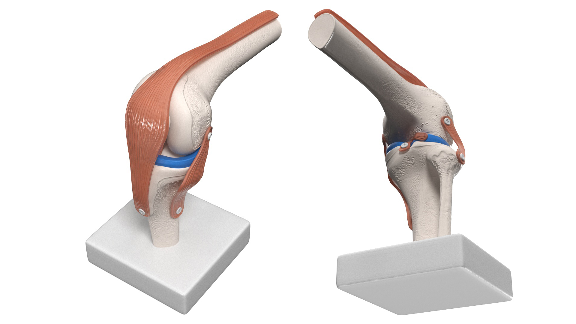 3D model Knee Joint Model in Flexed Position