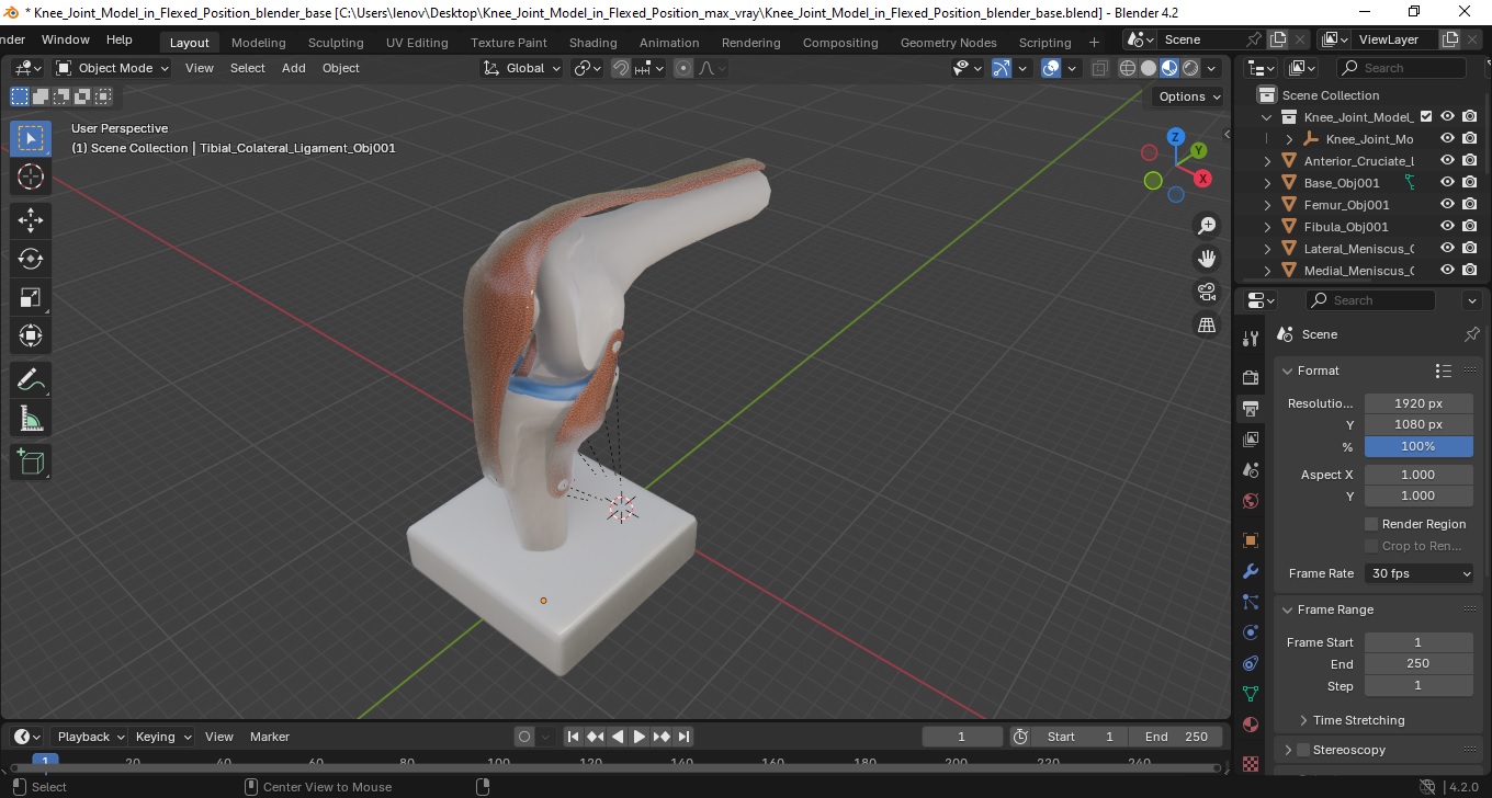 3D model Knee Joint Model in Flexed Position