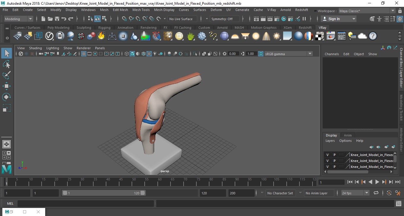 3D model Knee Joint Model in Flexed Position