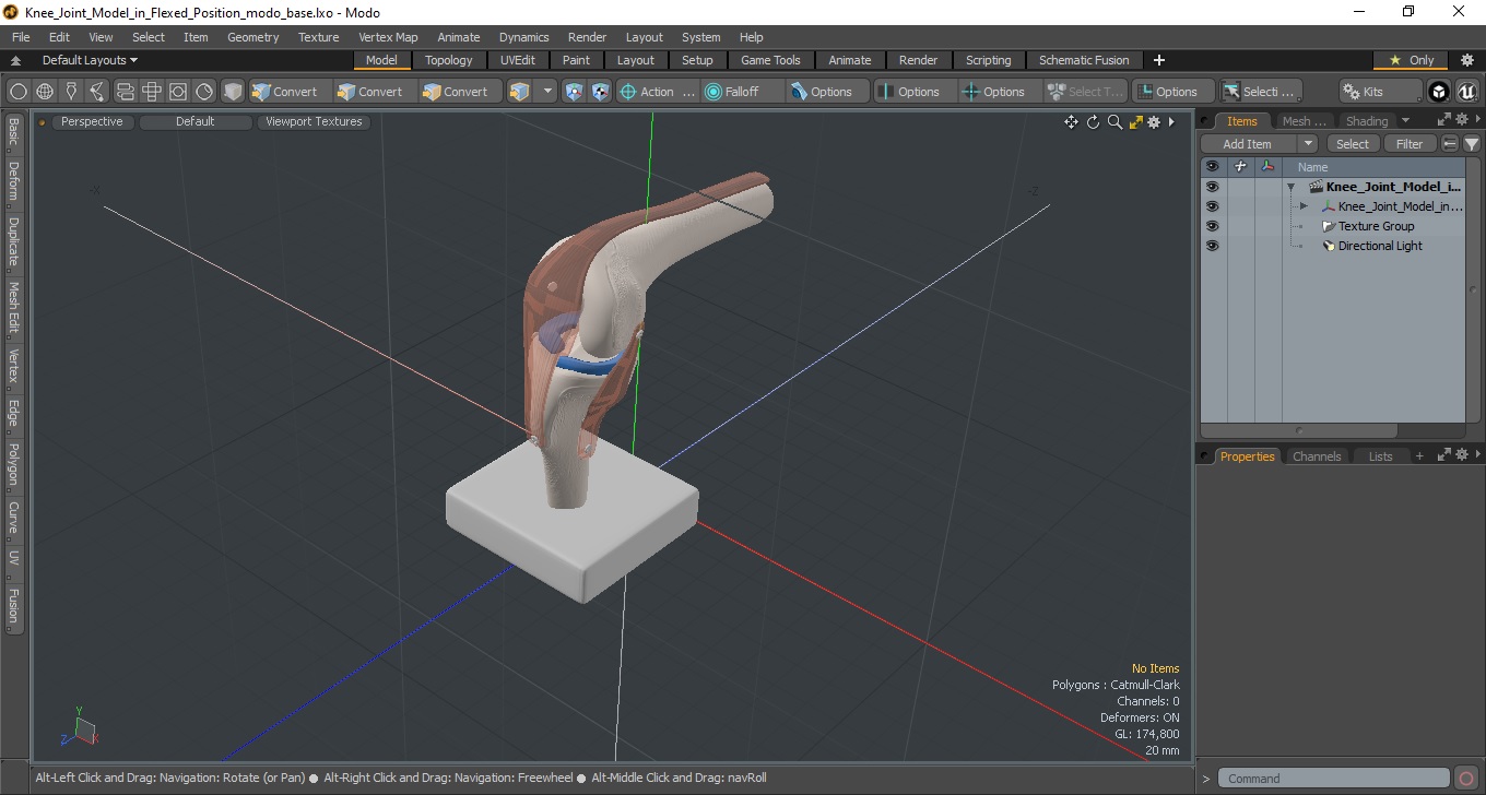 3D model Knee Joint Model in Flexed Position