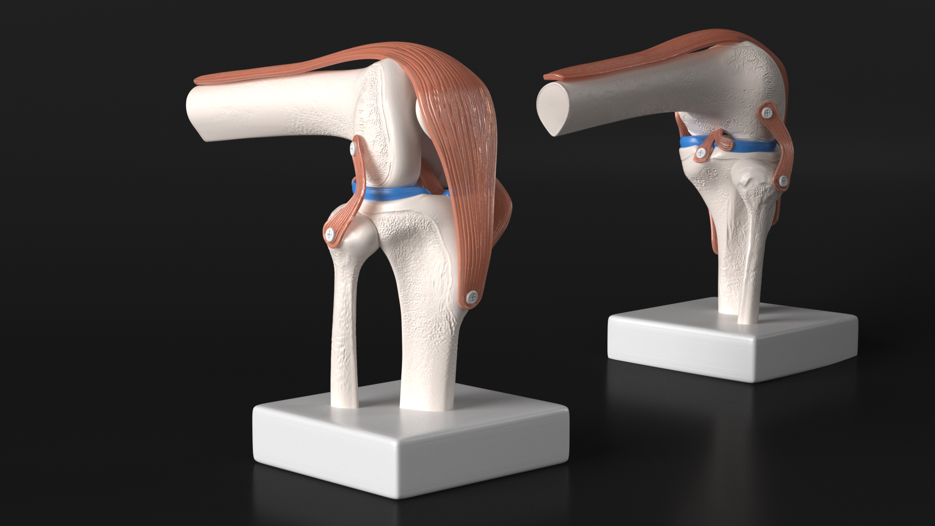 3D model Knee Joint Model in Flexed Position