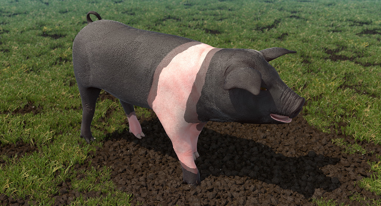 3D Hampshire Pig Piglet Walking Pose model