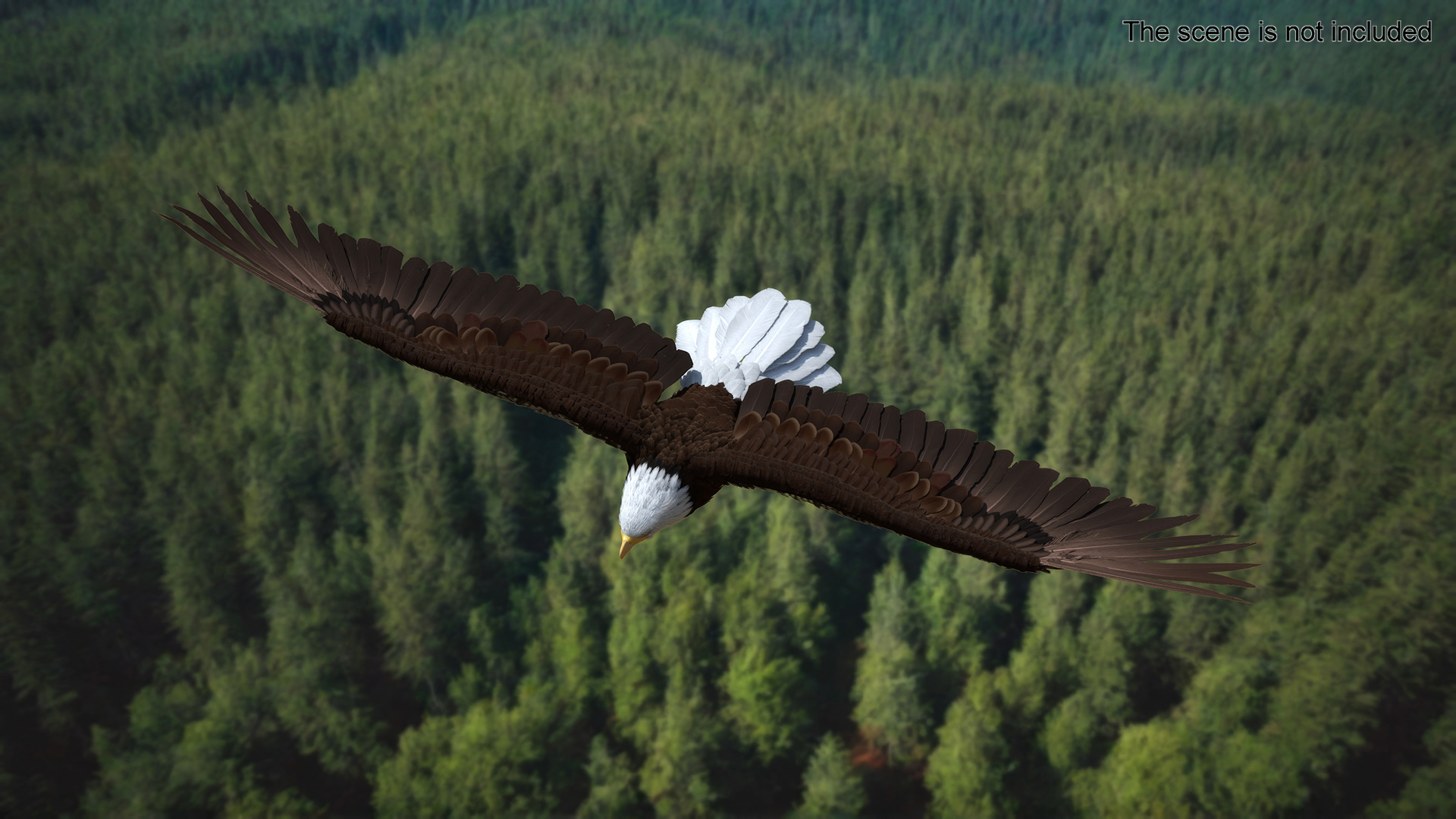 Realistic Bald Eagle Rigged 3D