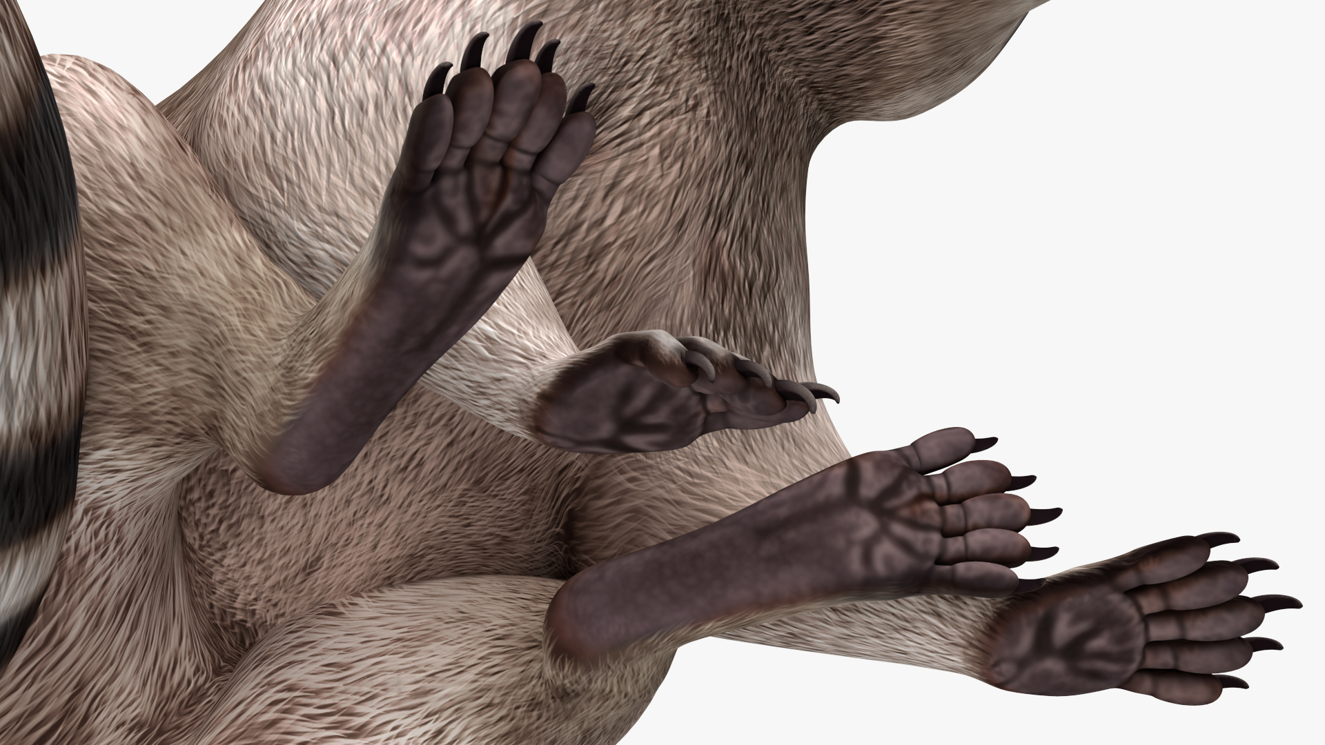 3D model Raccoon Sitting Pose