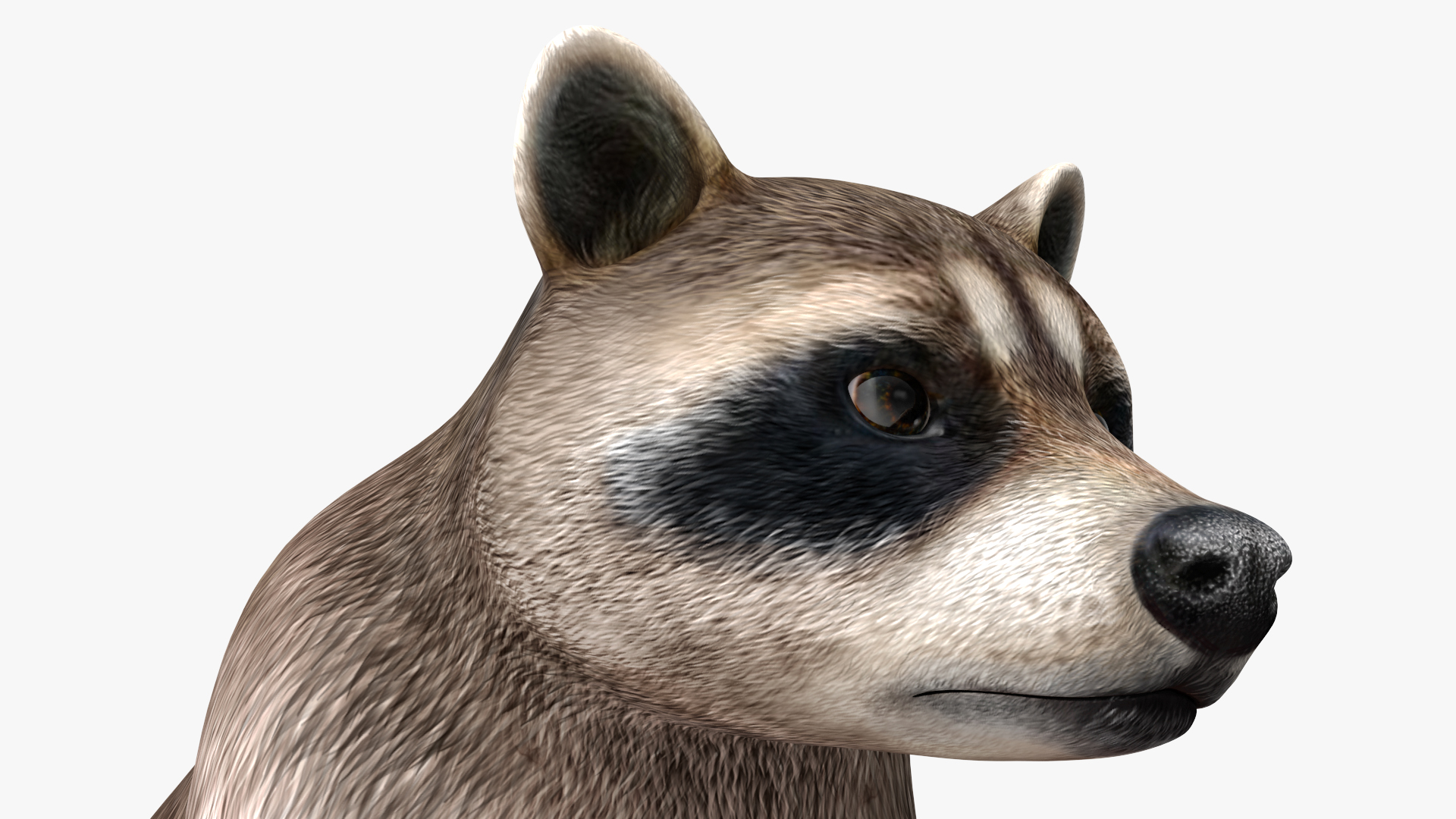 3D model Raccoon Sitting Pose