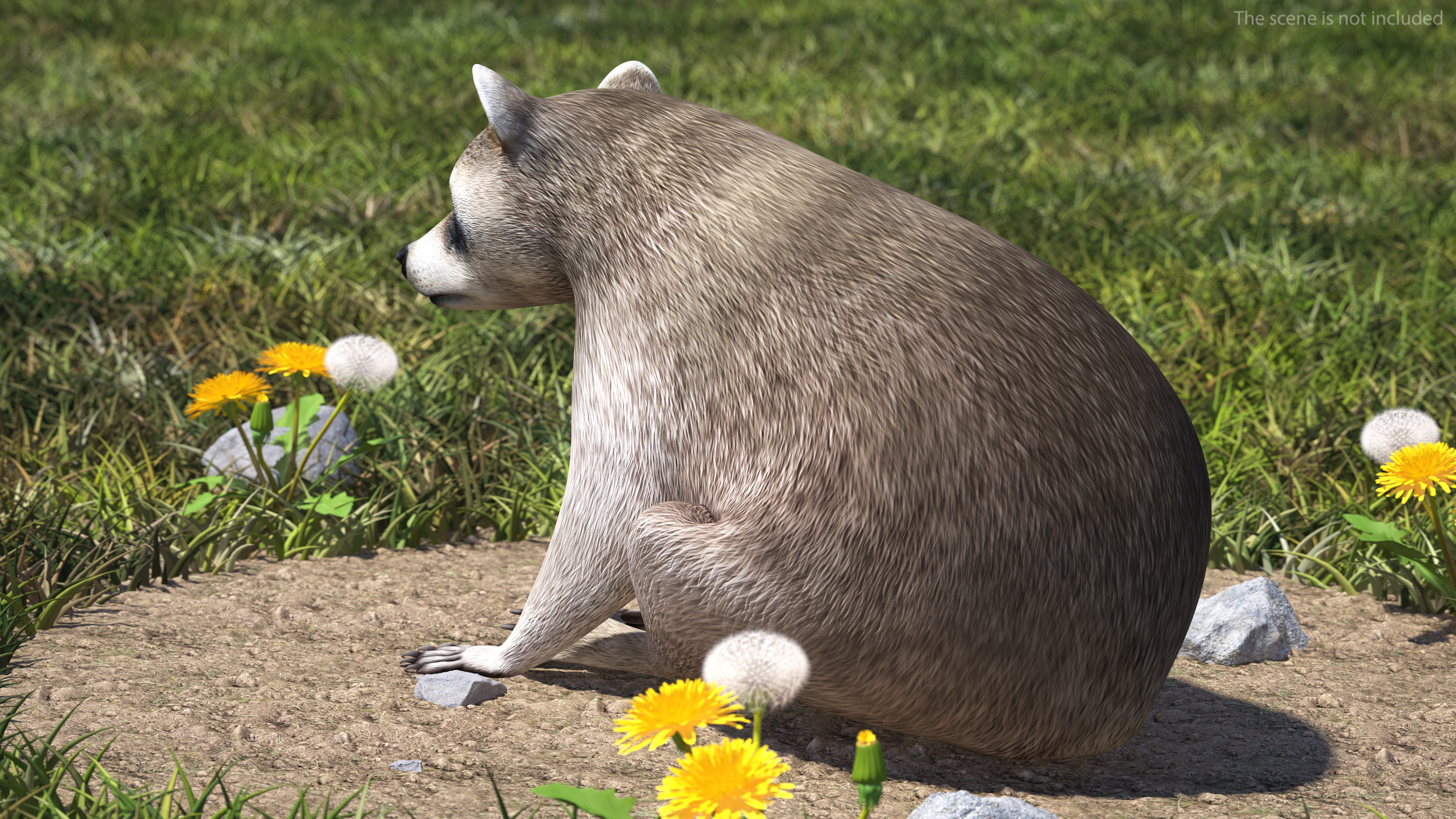 3D model Raccoon Sitting Pose