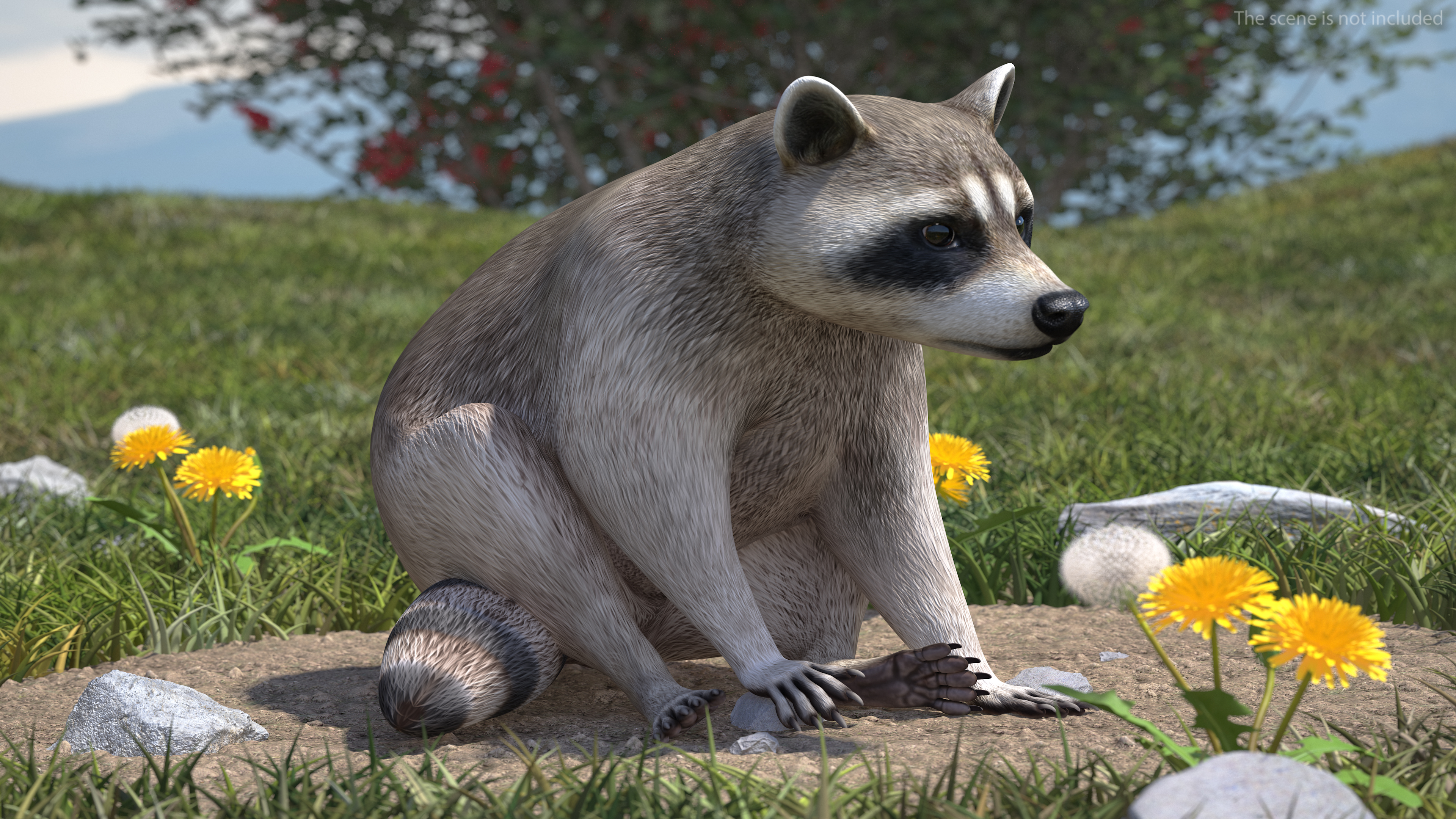 3D model Raccoon Sitting Pose