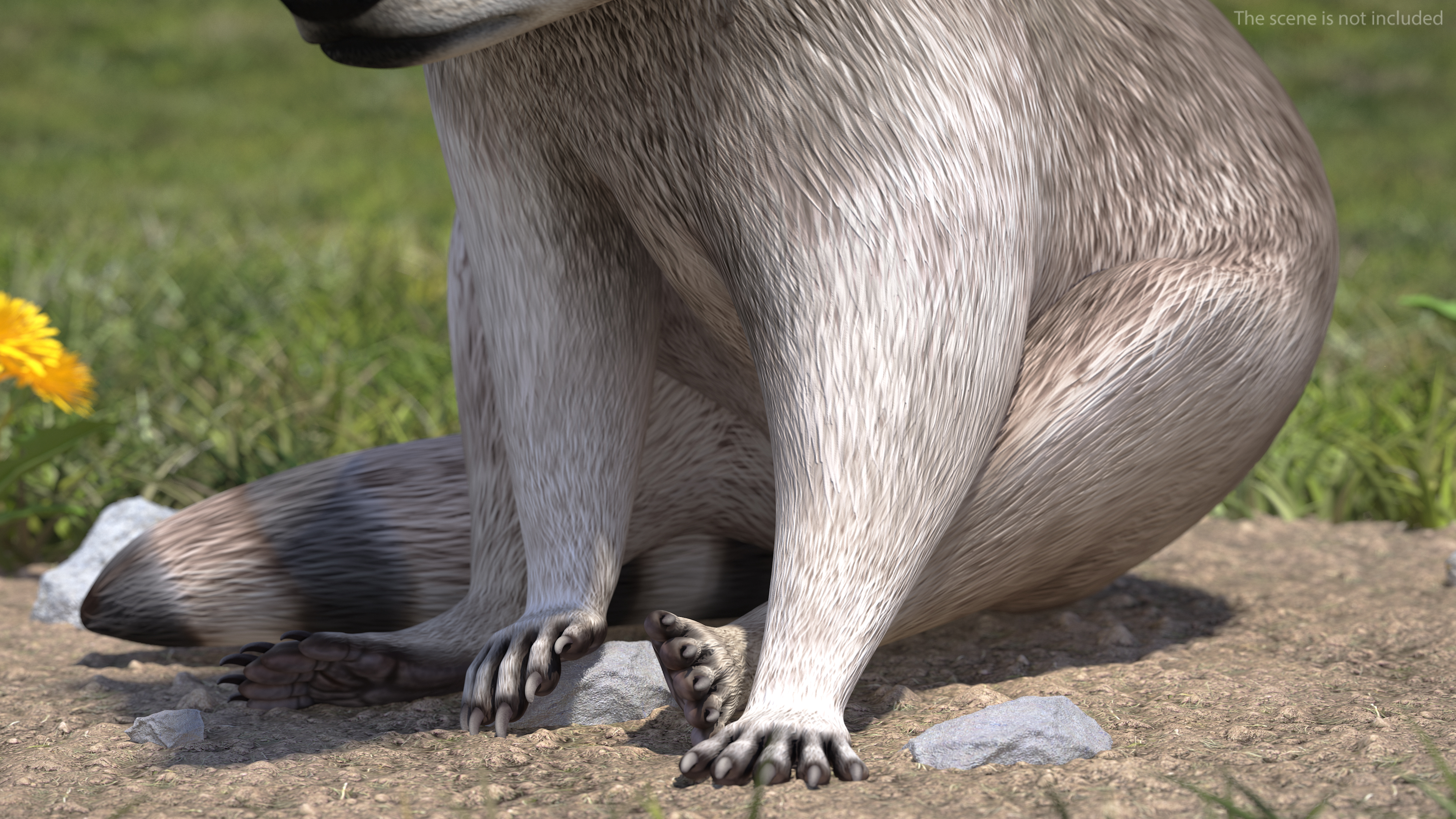 3D model Raccoon Sitting Pose