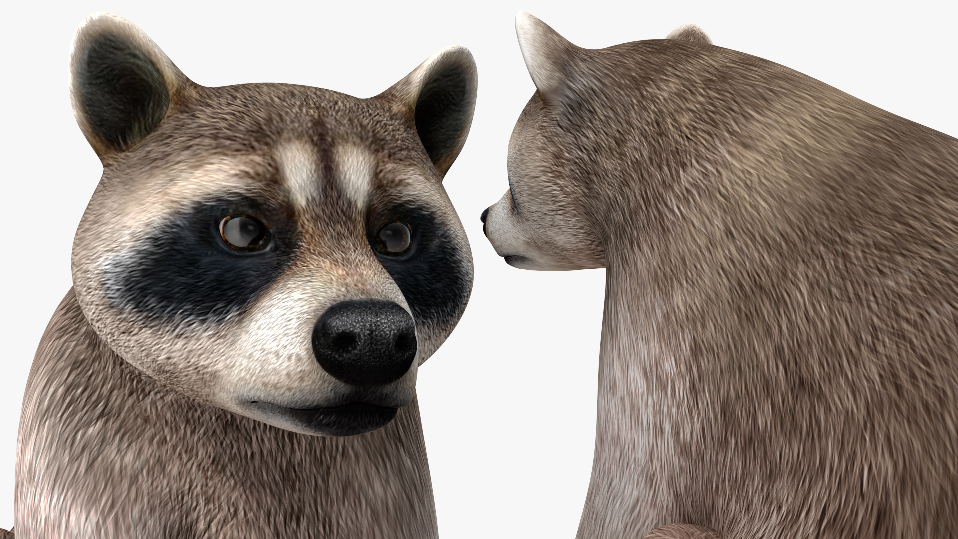 3D model Raccoon Sitting Pose