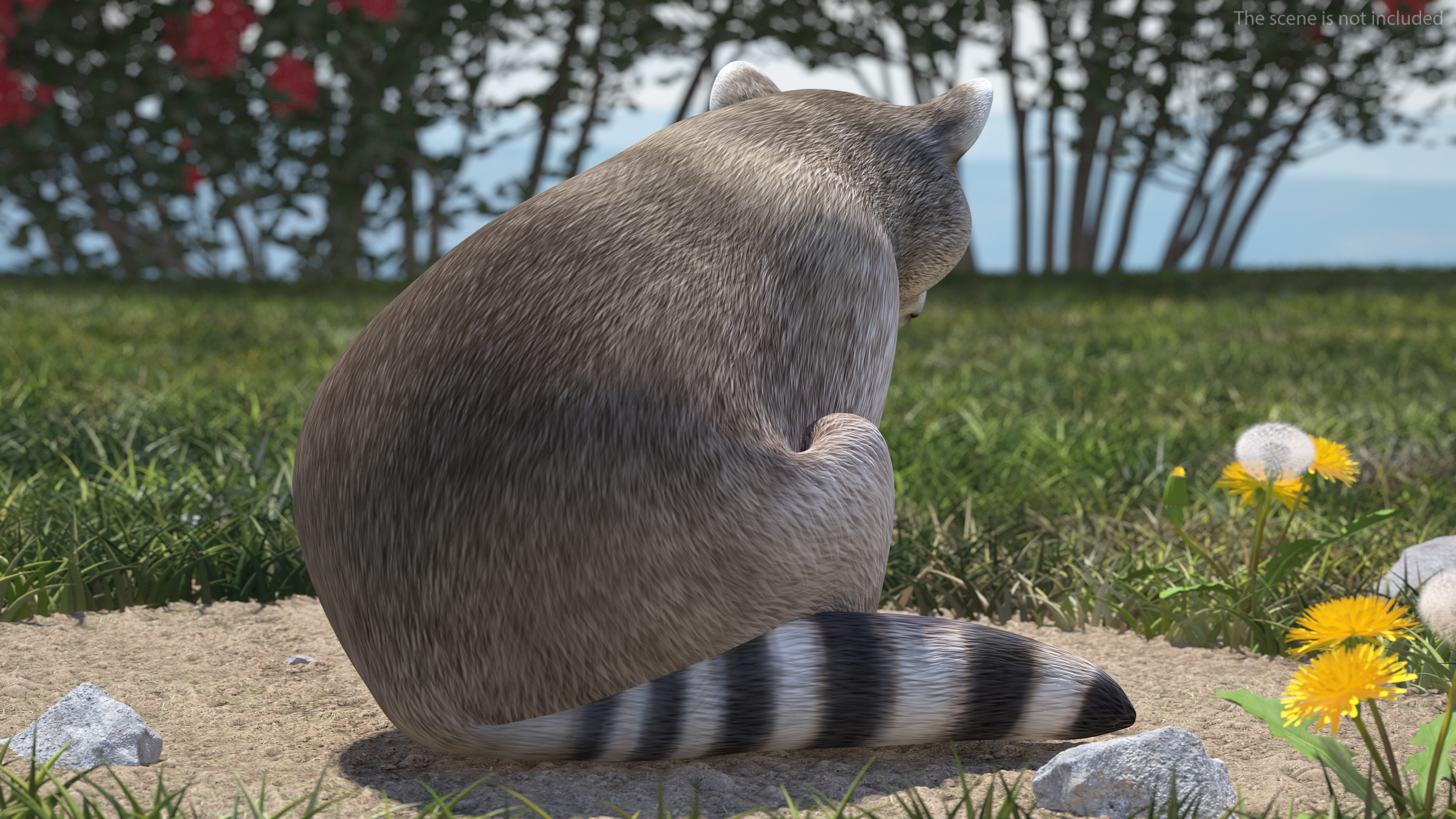 3D model Raccoon Sitting Pose