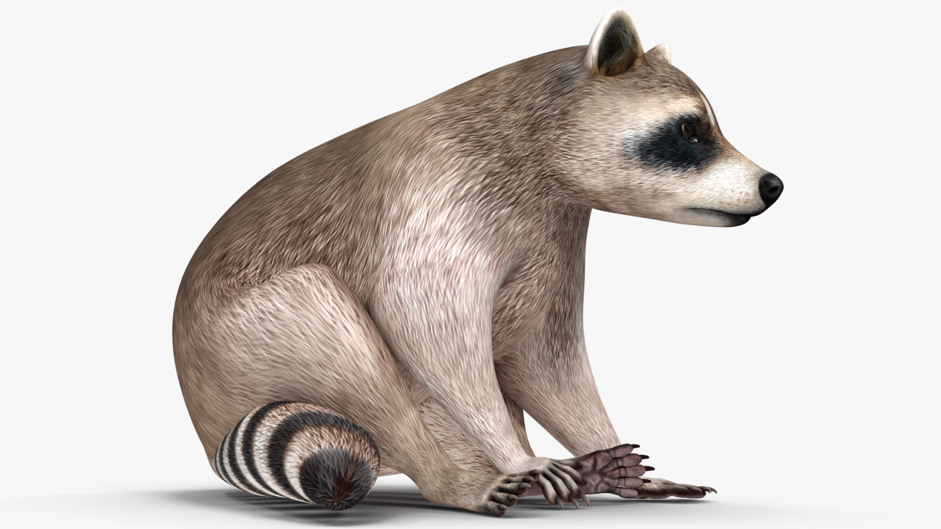 3D model Raccoon Sitting Pose