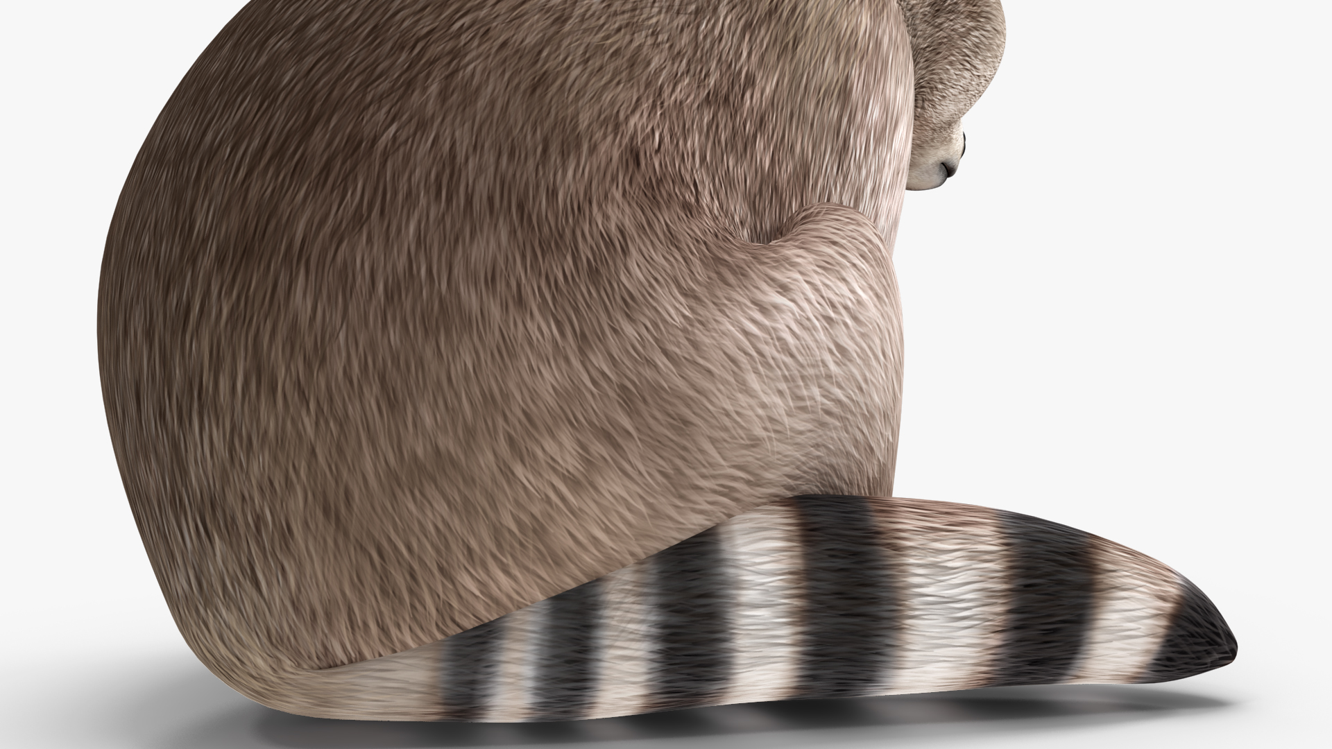 3D model Raccoon Sitting Pose