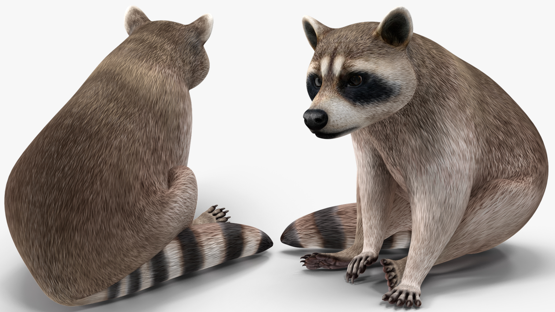 3D model Raccoon Sitting Pose