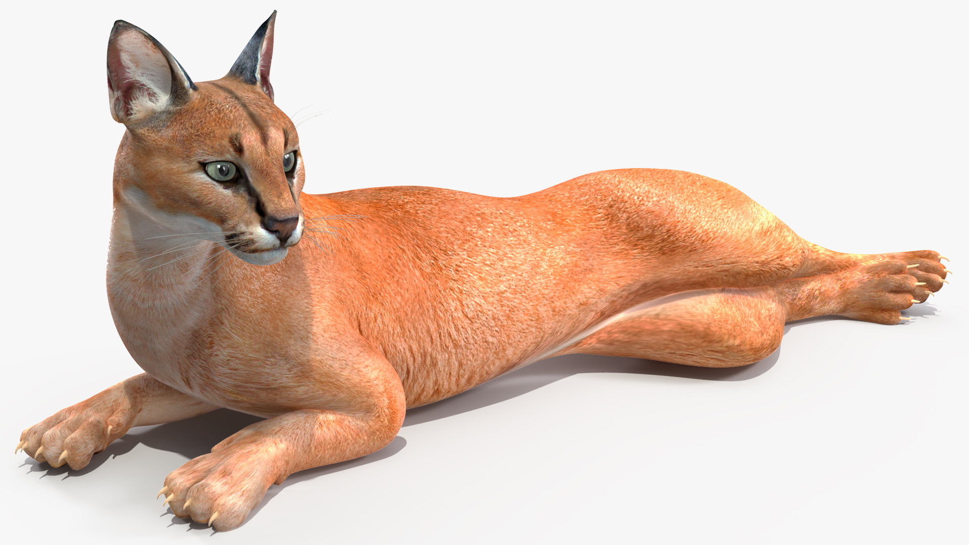 Caracal Cat Resting 3D model