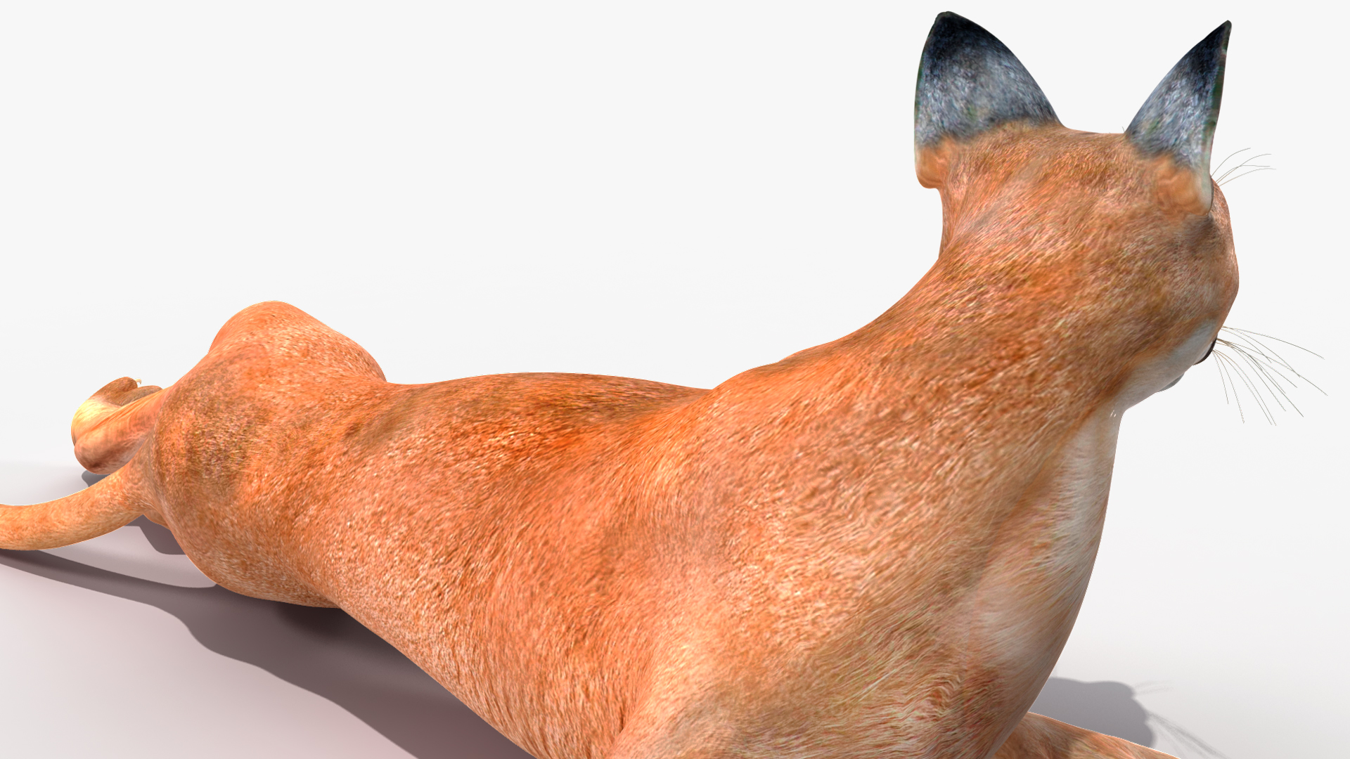 Caracal Cat Resting 3D model