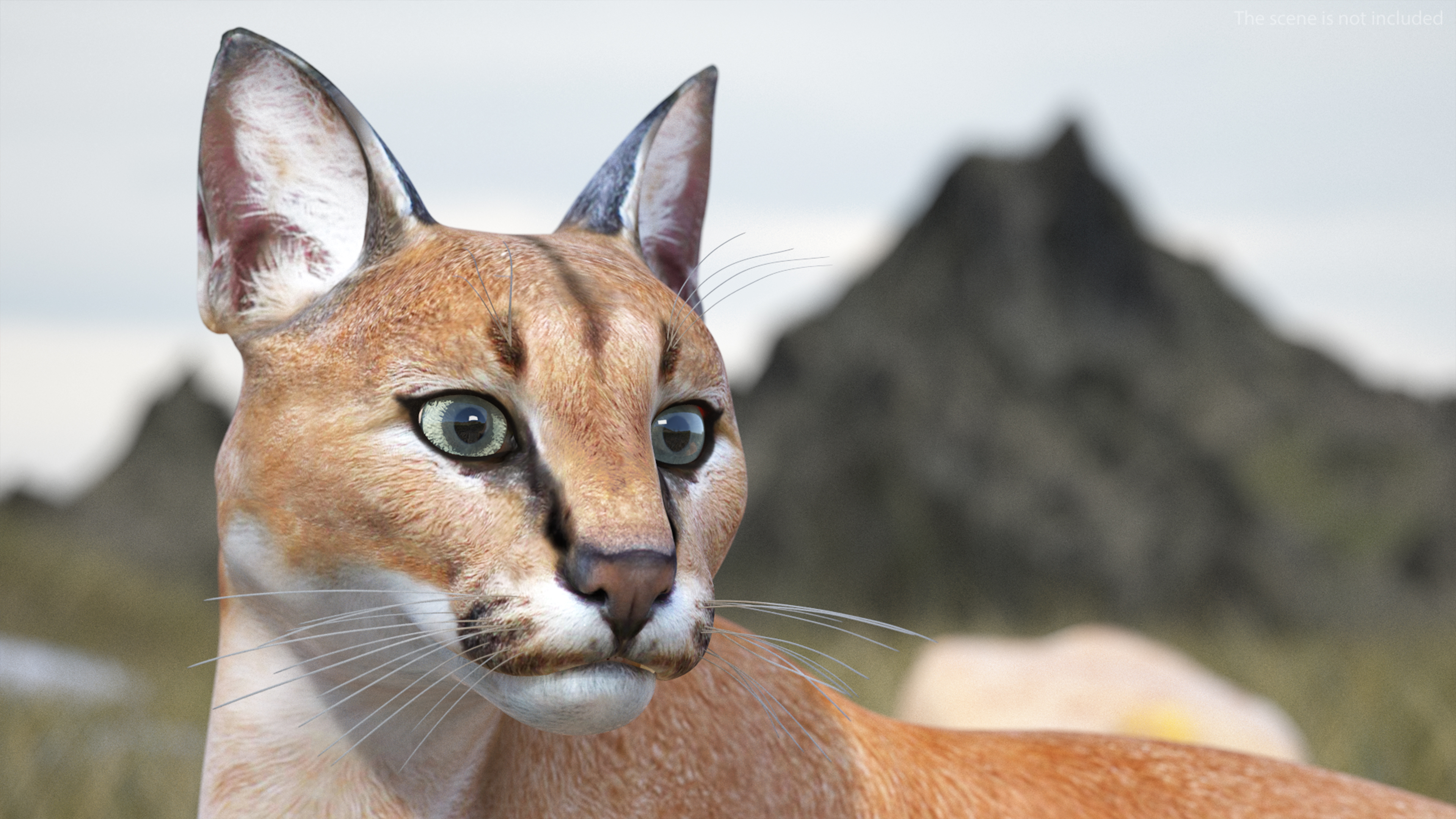 Caracal Cat Resting 3D model