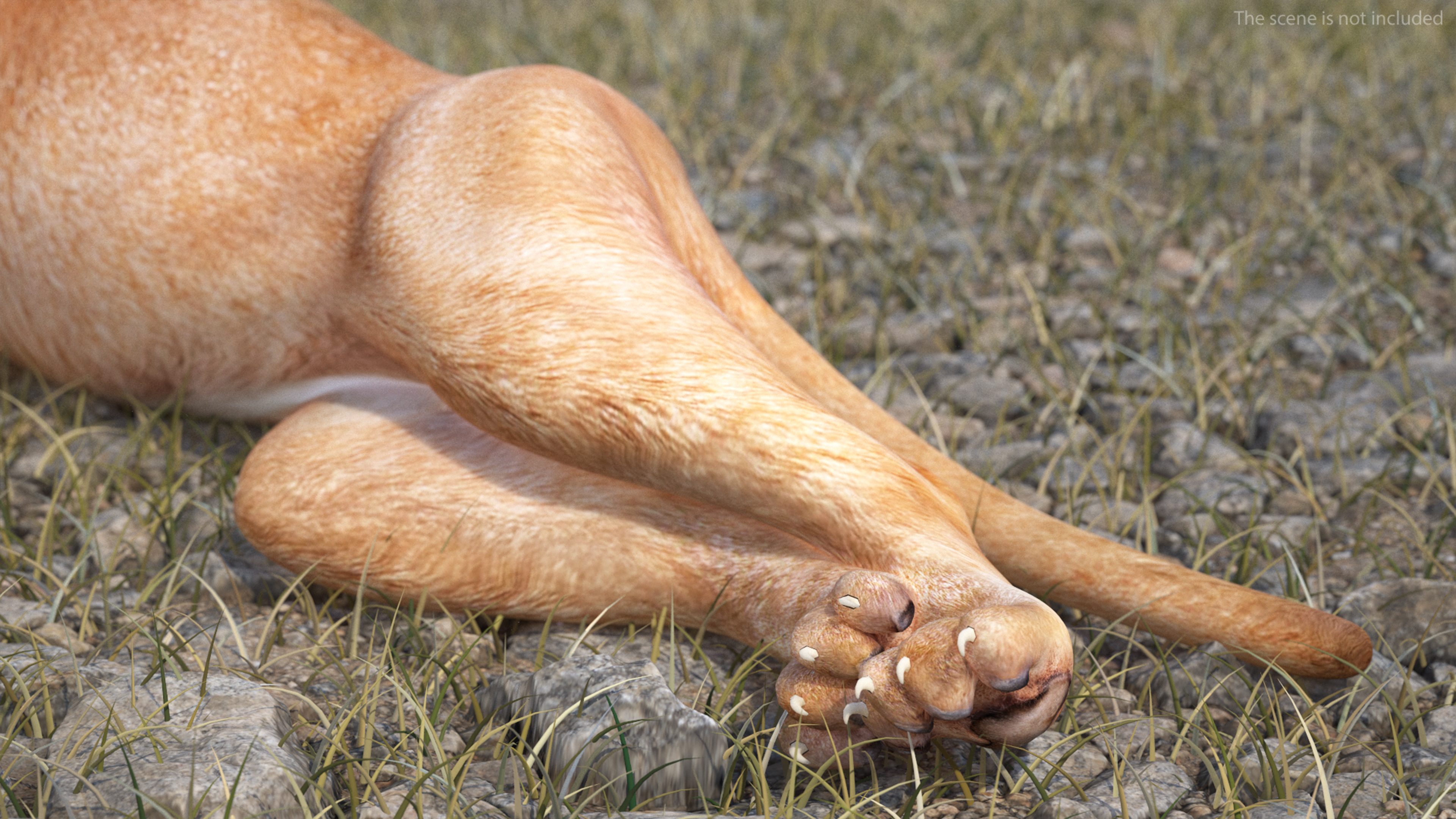 Caracal Cat Resting 3D model