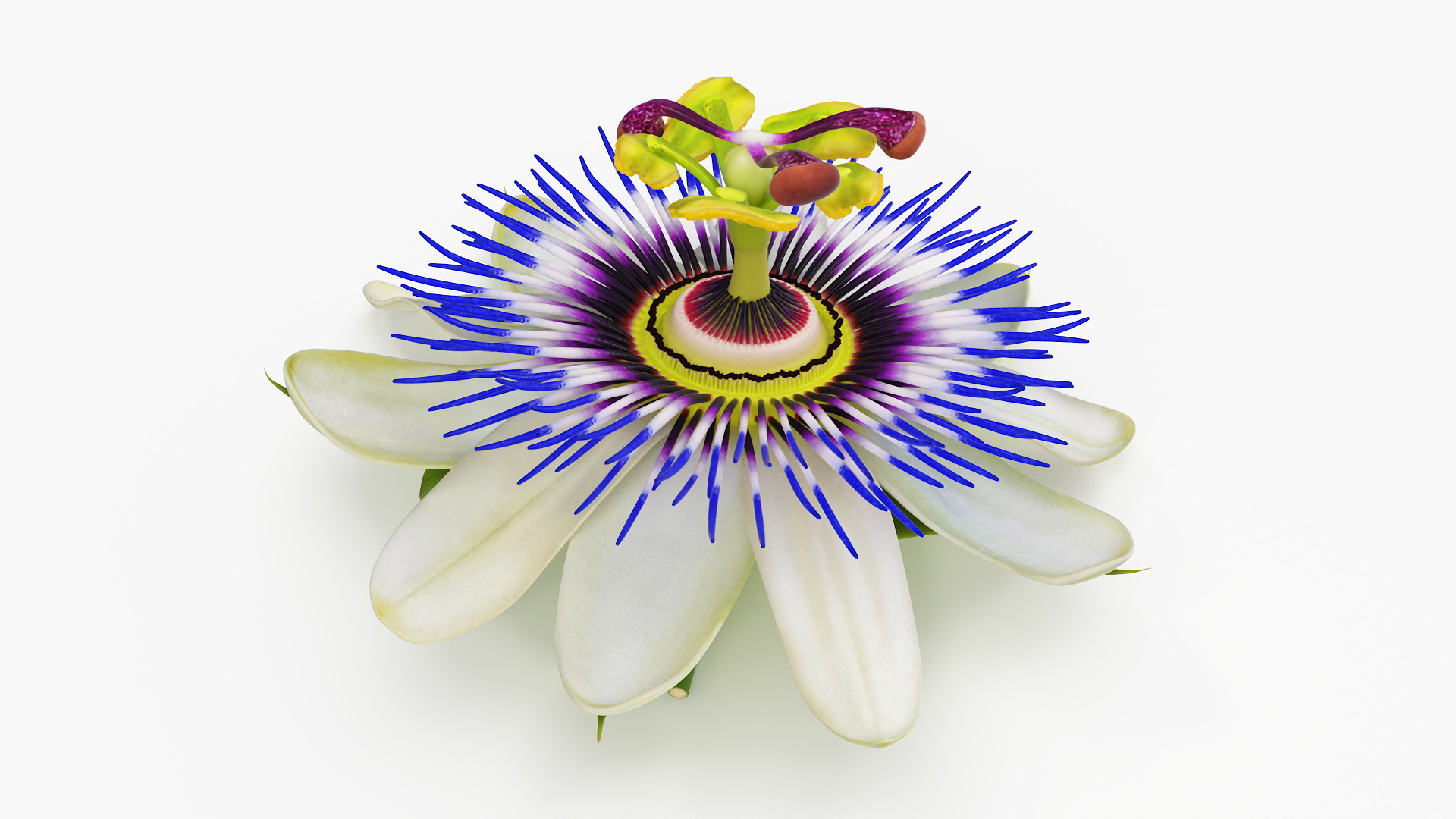 Passion Flower 3D model