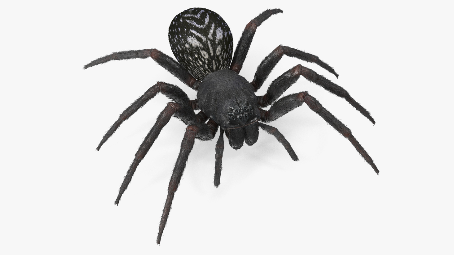 Black House Spider Fur Base Pose 3D