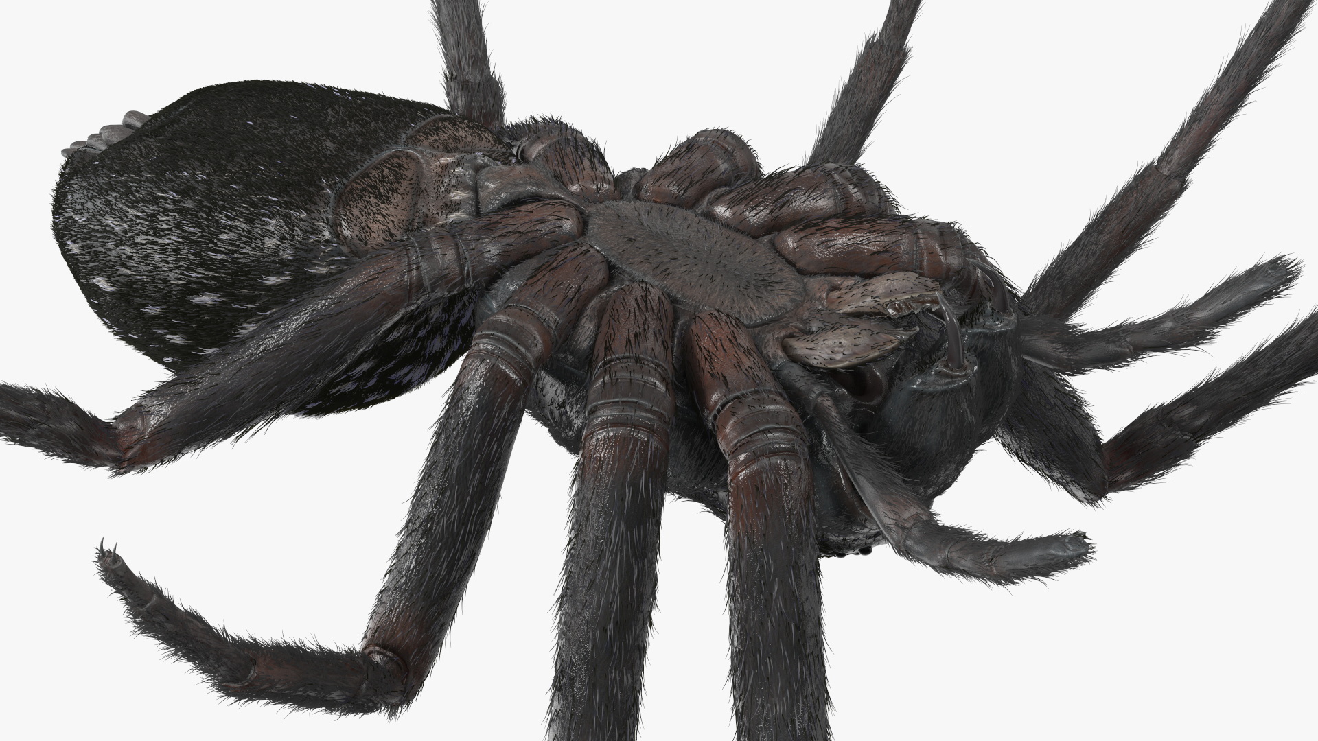 Black House Spider Fur Base Pose 3D