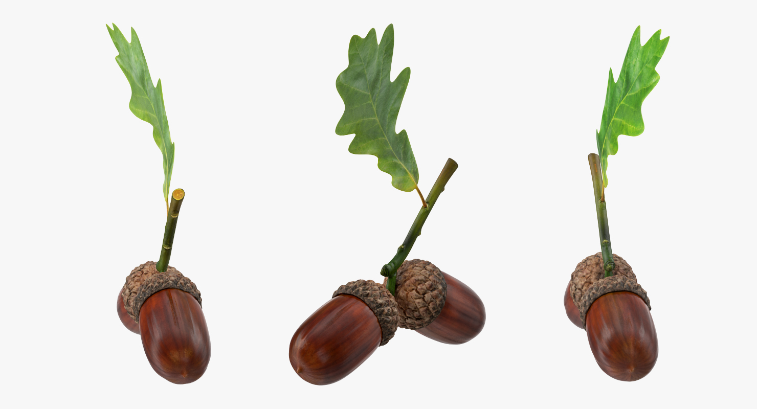 Oak Branch with Acorns 3D