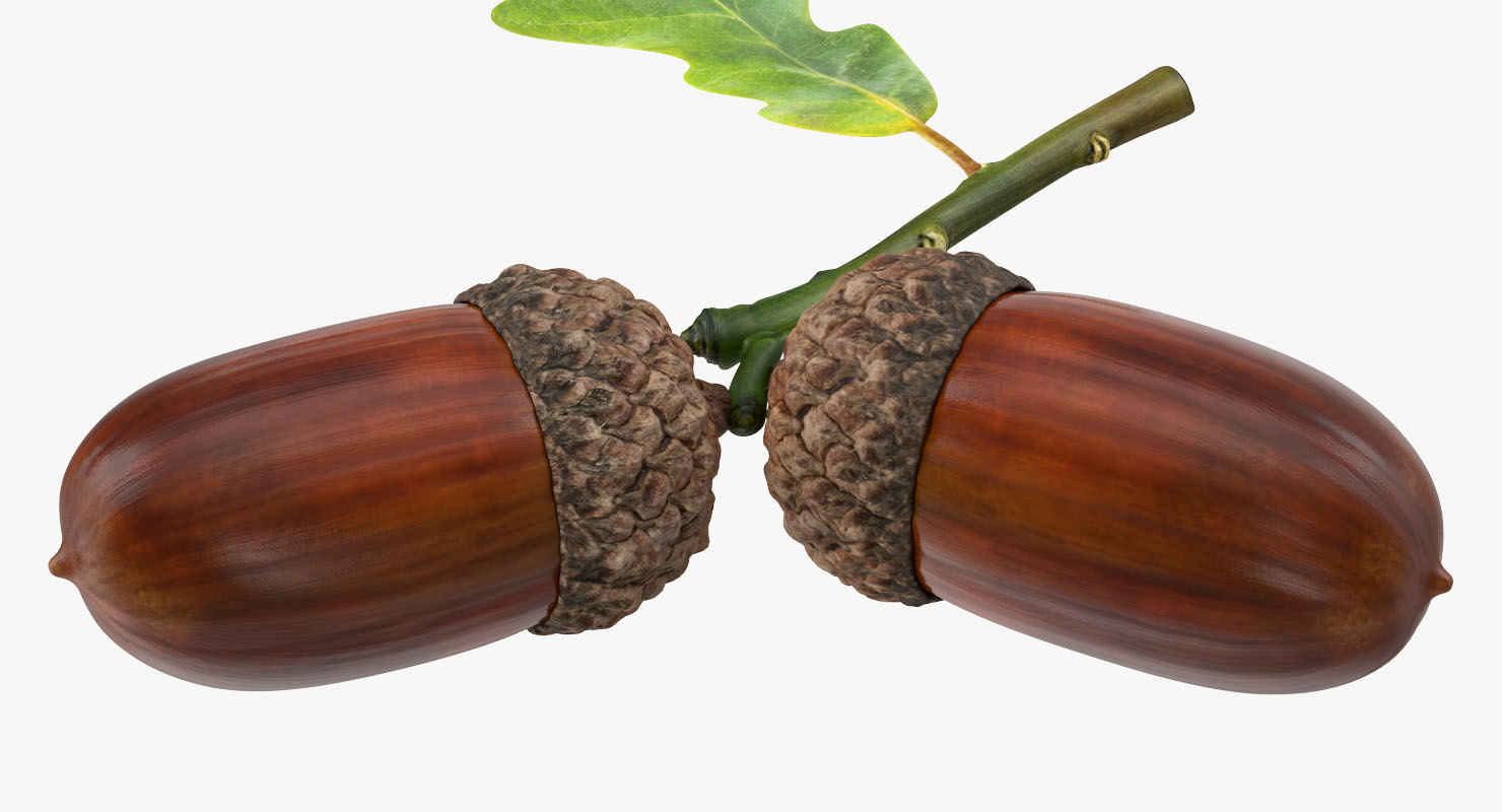 Oak Branch with Acorns 3D