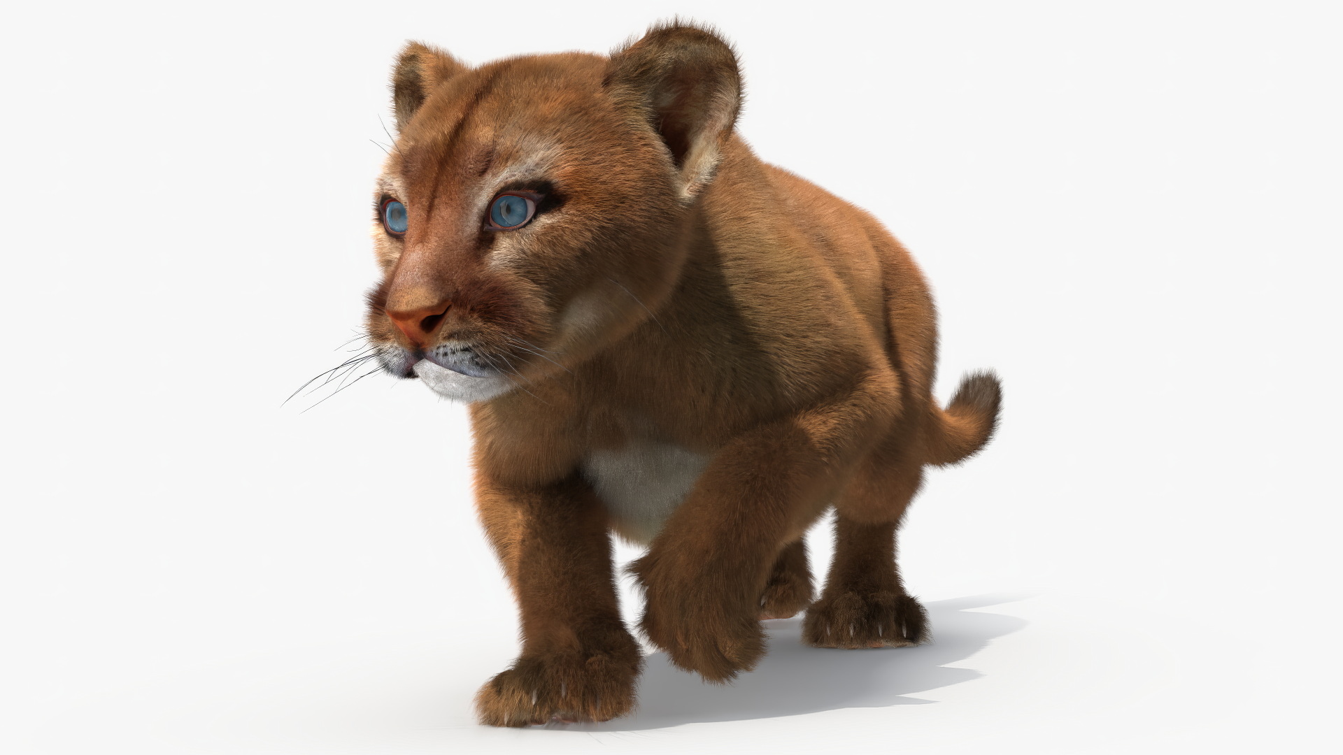 3D Puma Cub Sneaking Pose with Fur