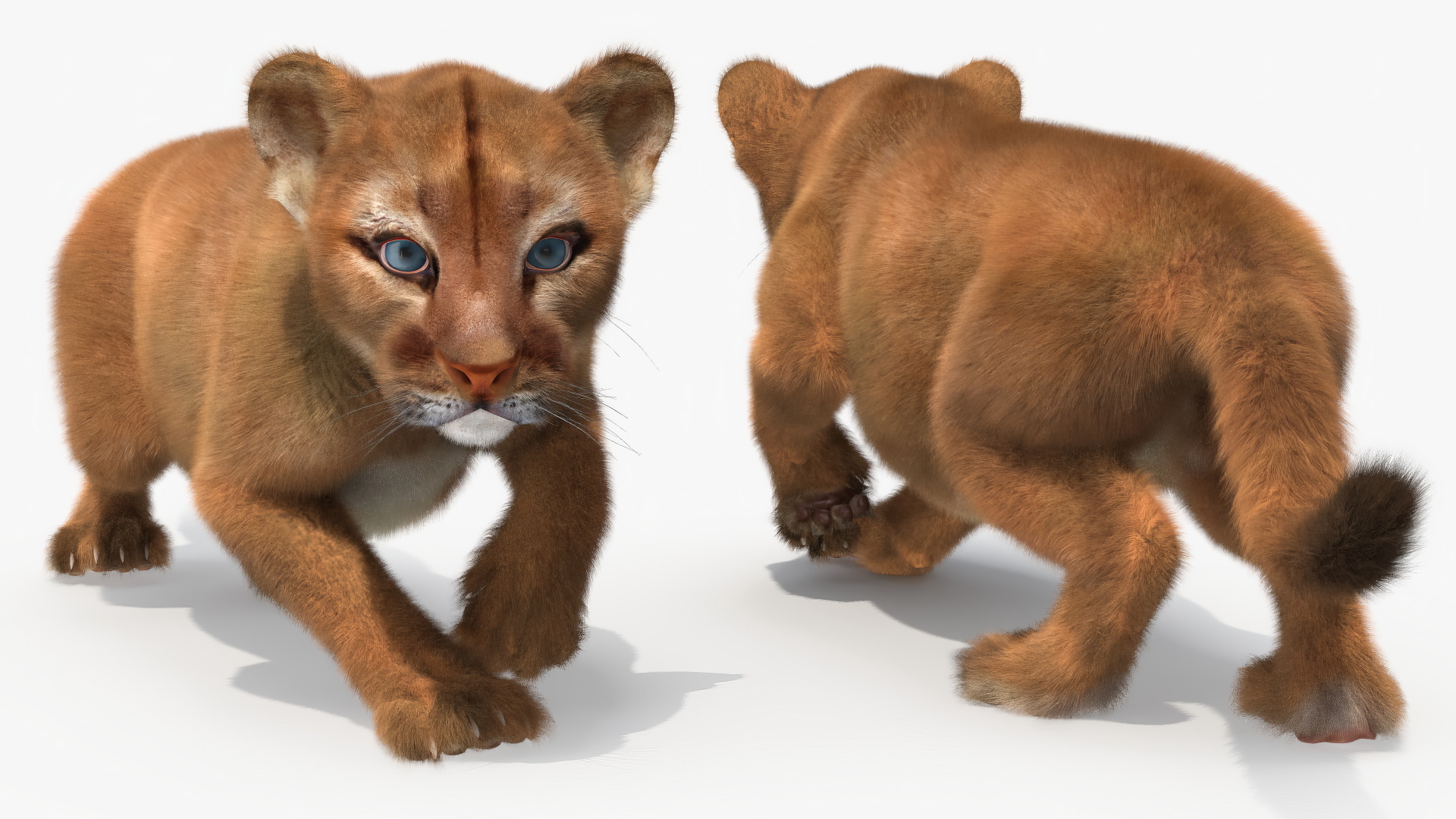 3D Puma Cub Sneaking Pose with Fur