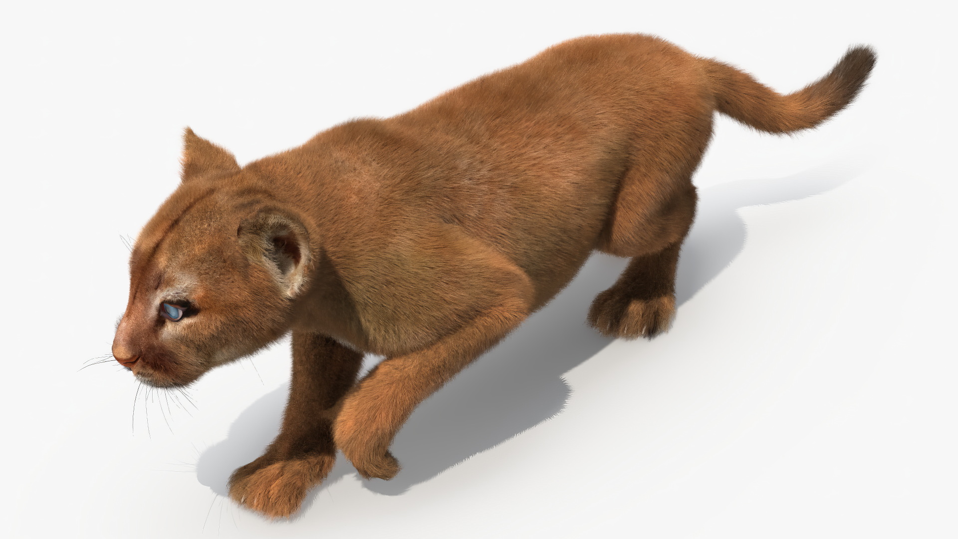 3D Puma Cub Sneaking Pose with Fur