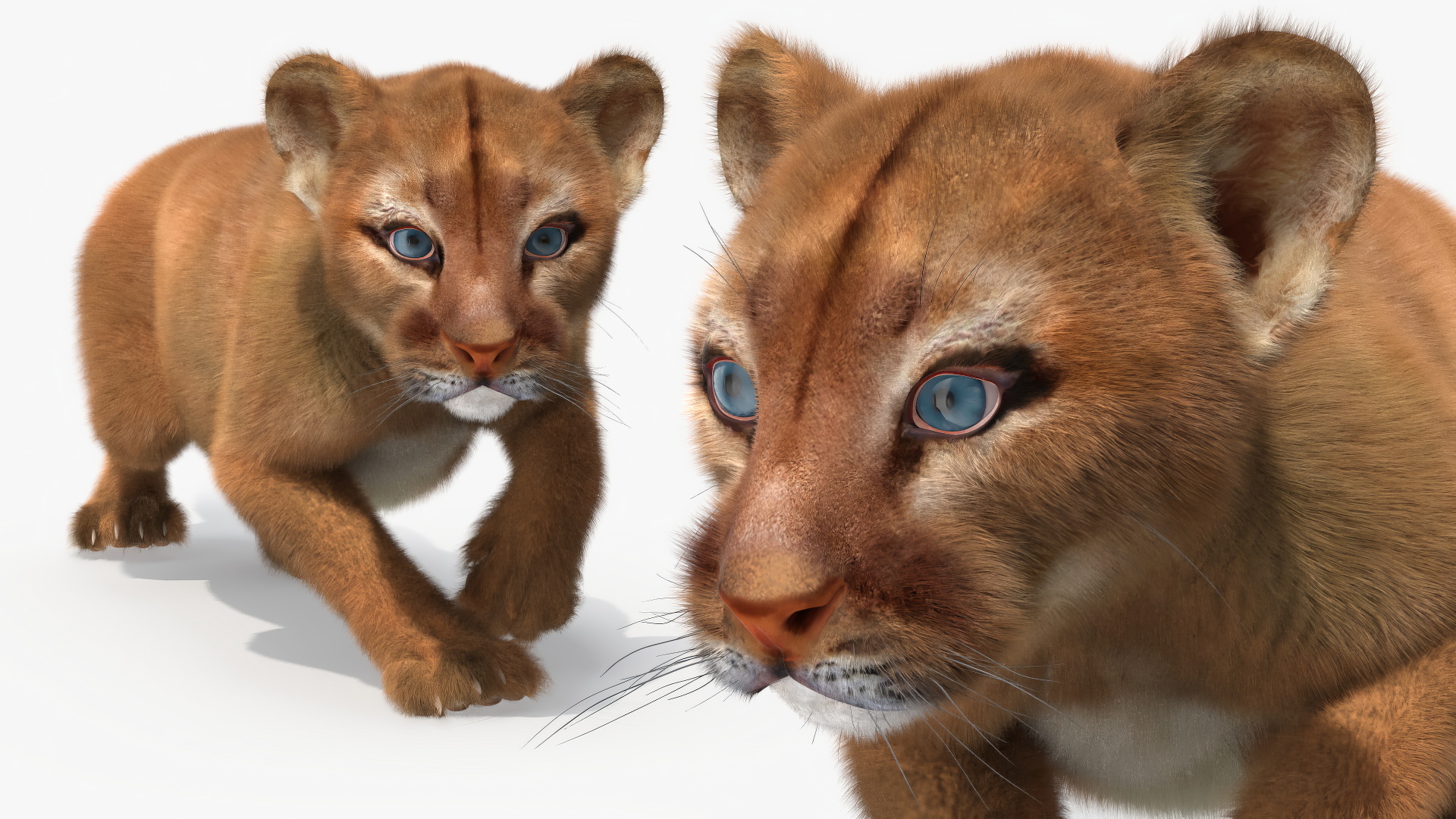 3D Puma Cub Sneaking Pose with Fur