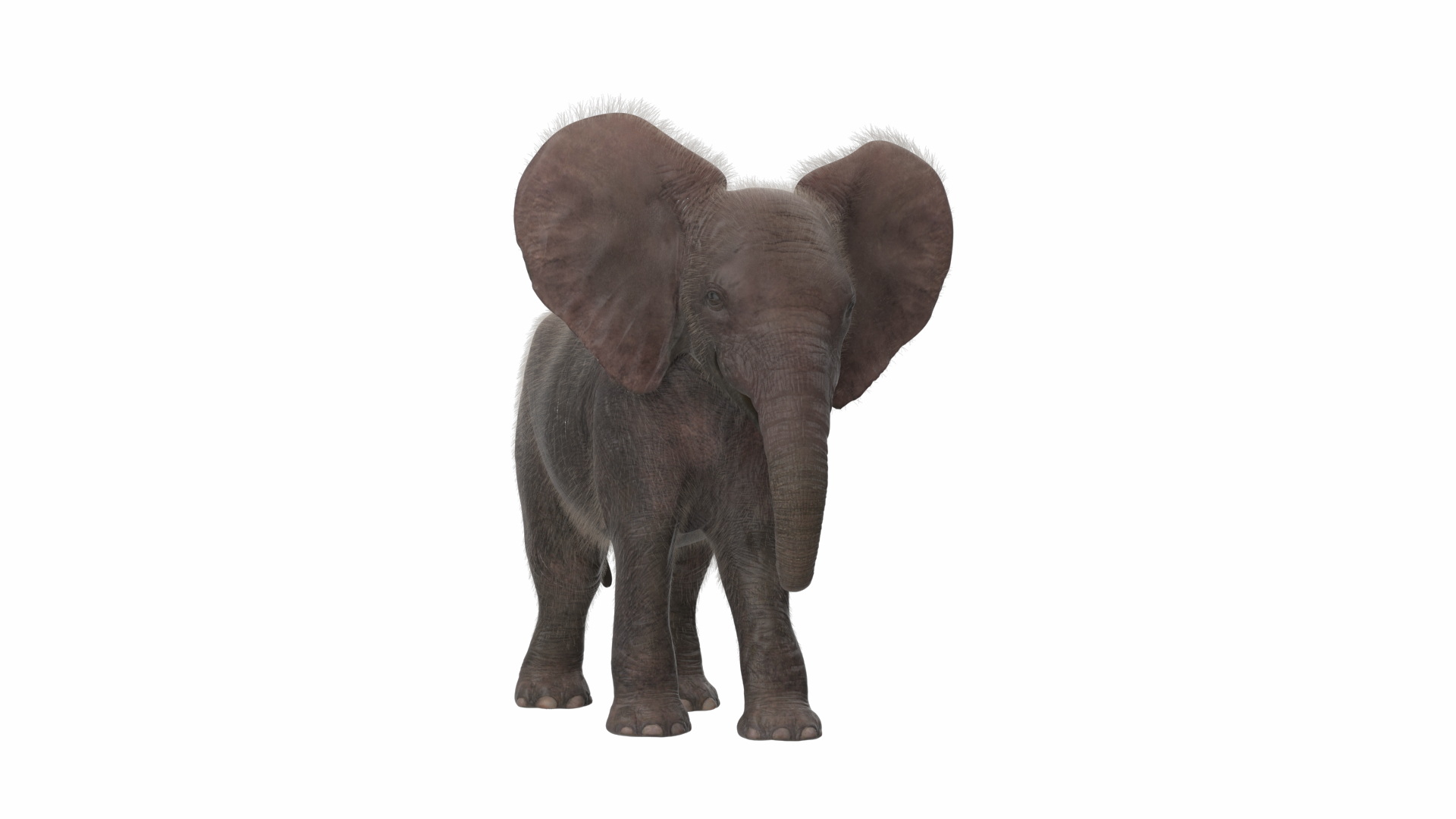 3D Young Elephant Walking with Fur