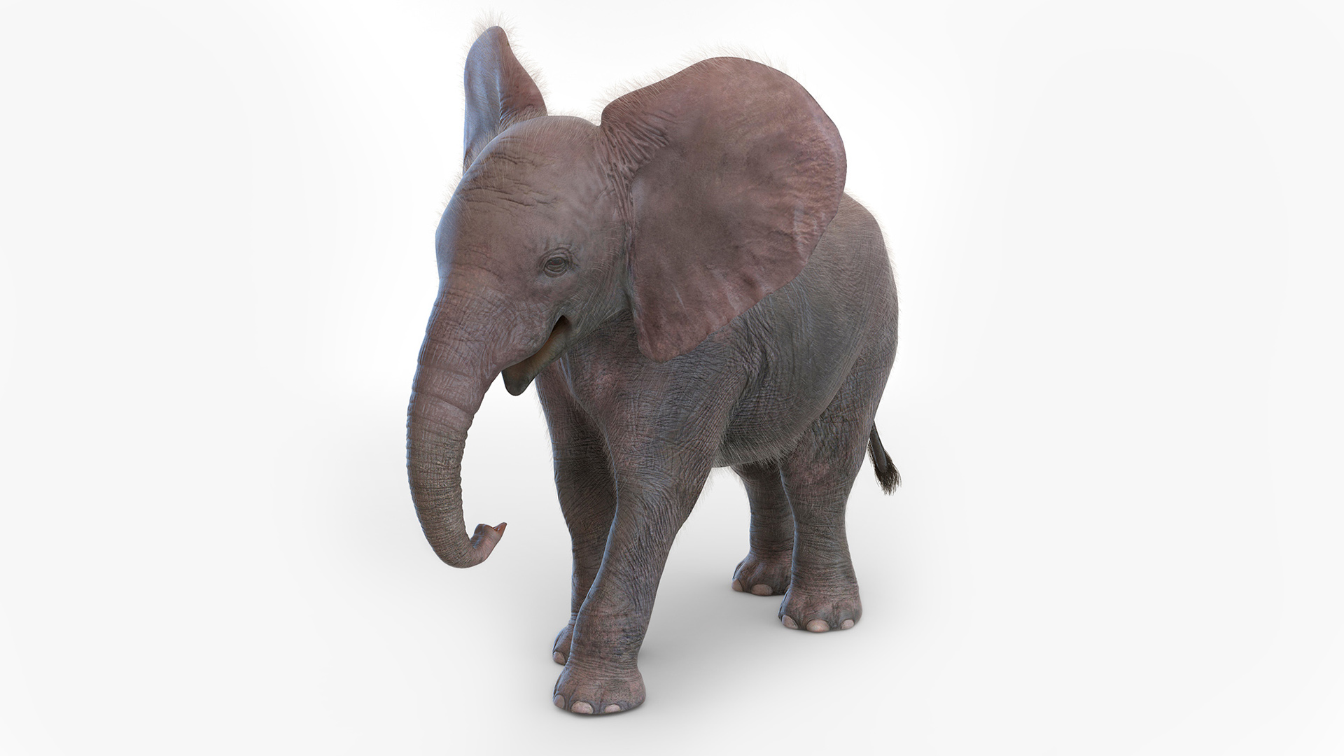 3D Young Elephant Walking with Fur