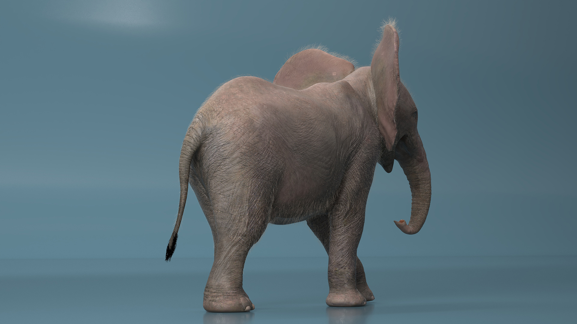 3D Young Elephant Walking with Fur