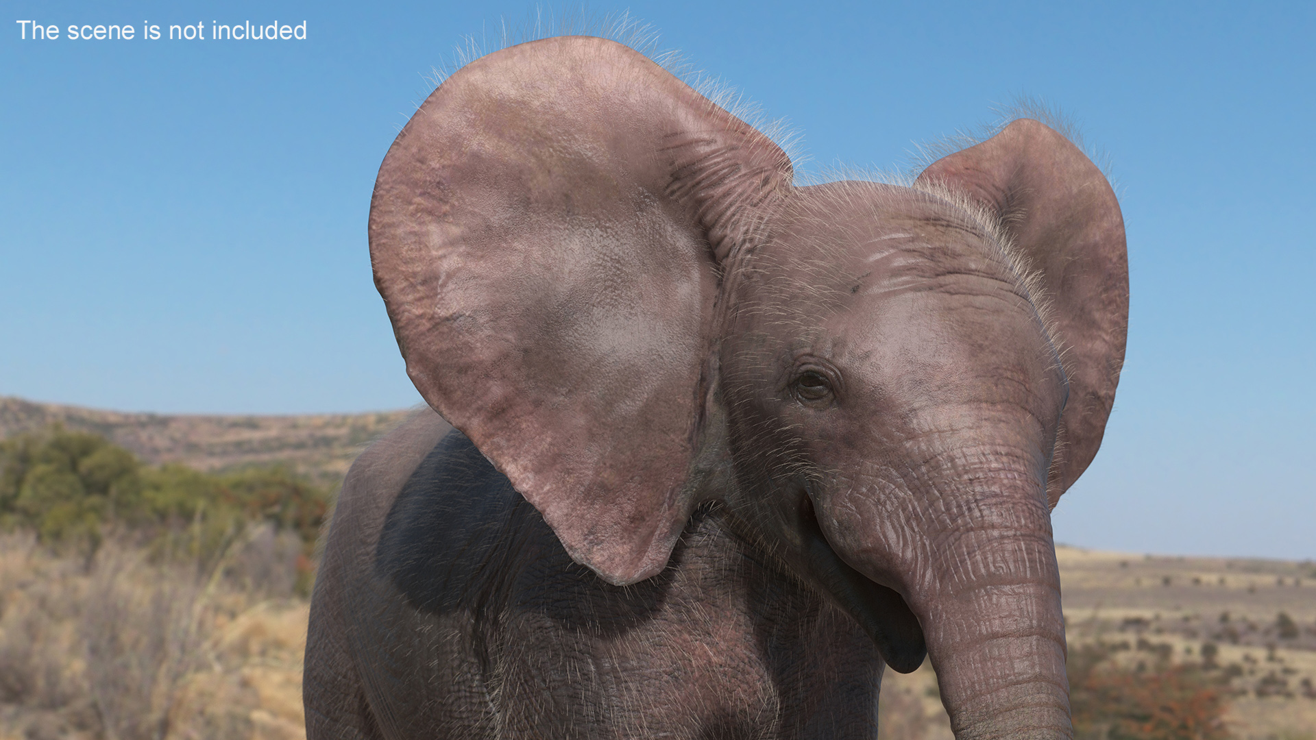 3D Young Elephant Walking with Fur