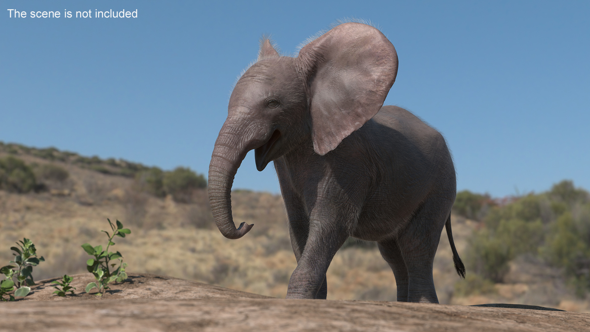 3D Young Elephant Walking with Fur