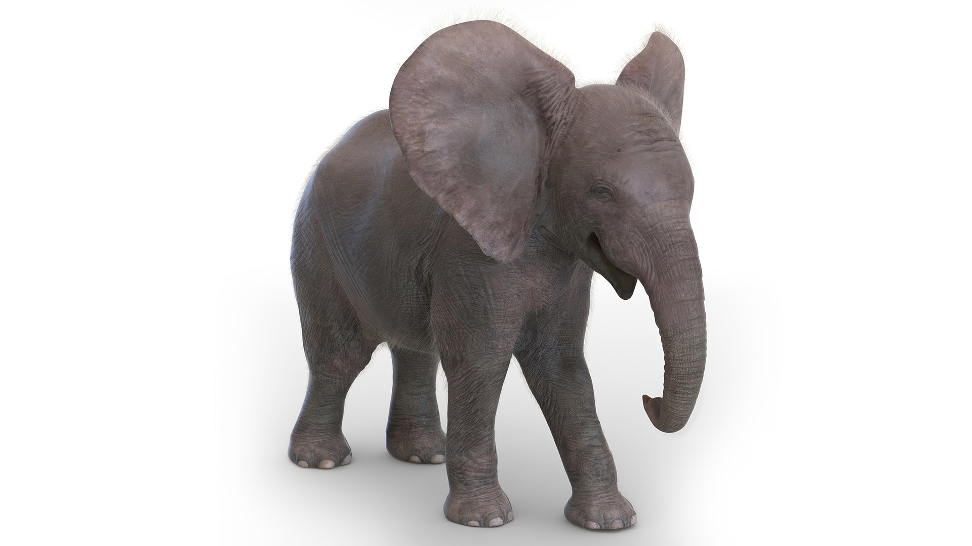 3D Young Elephant Walking with Fur