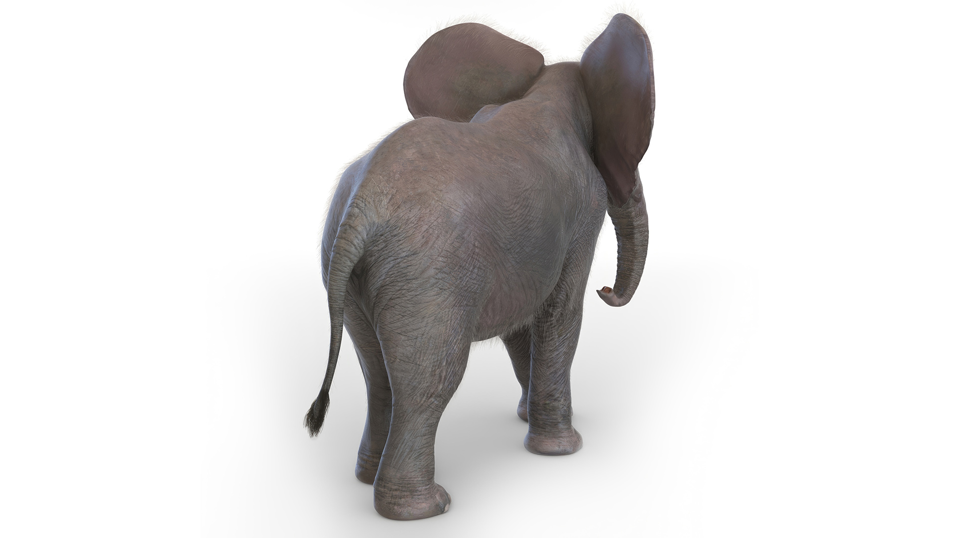 3D Young Elephant Walking with Fur