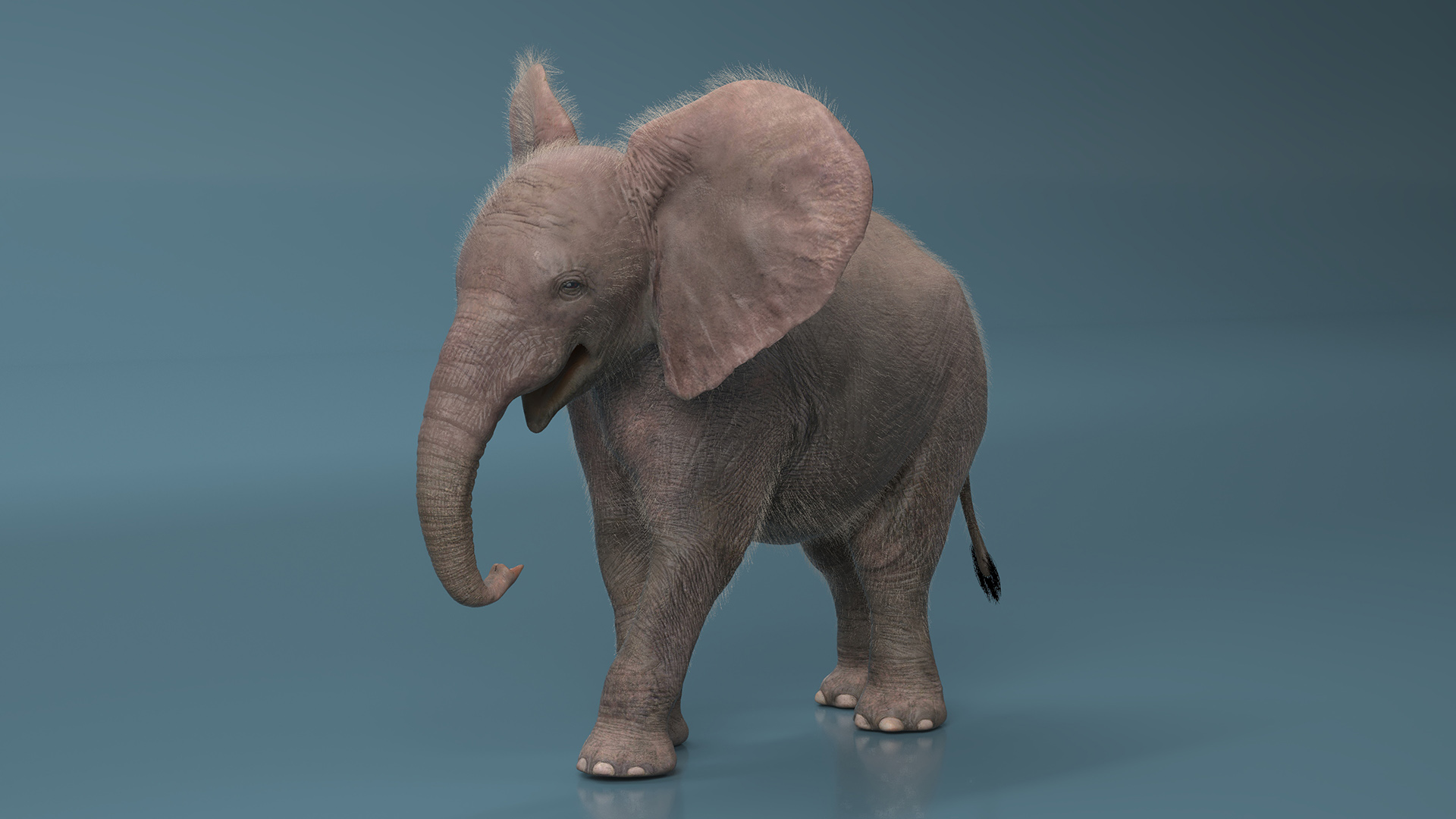 3D Young Elephant Walking with Fur