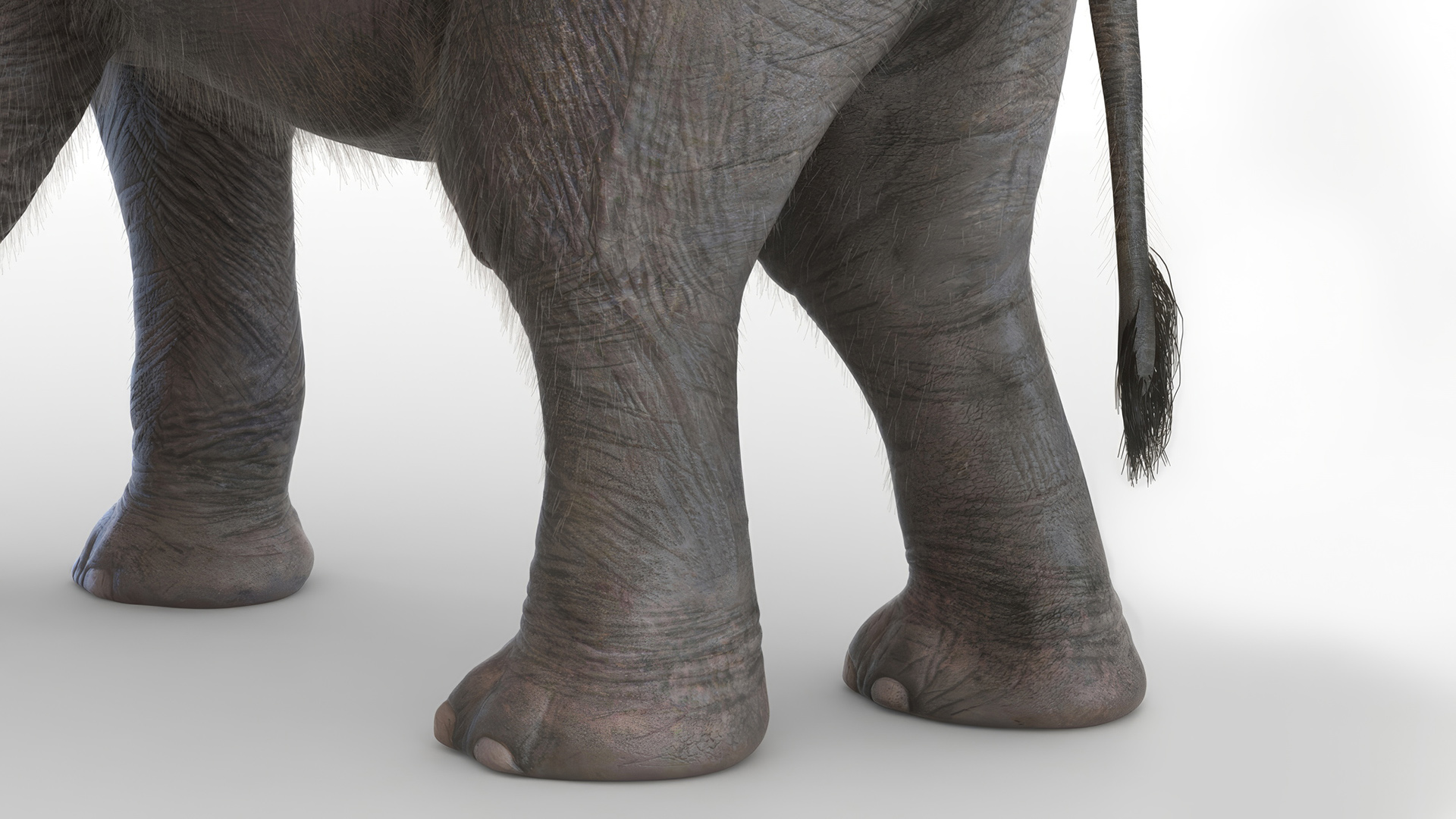 3D Young Elephant Walking with Fur