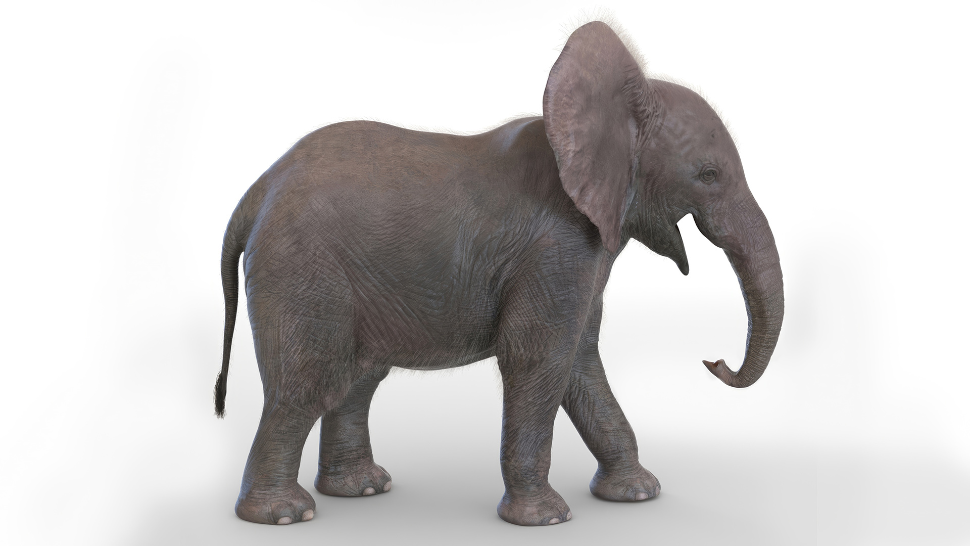 3D Young Elephant Walking with Fur